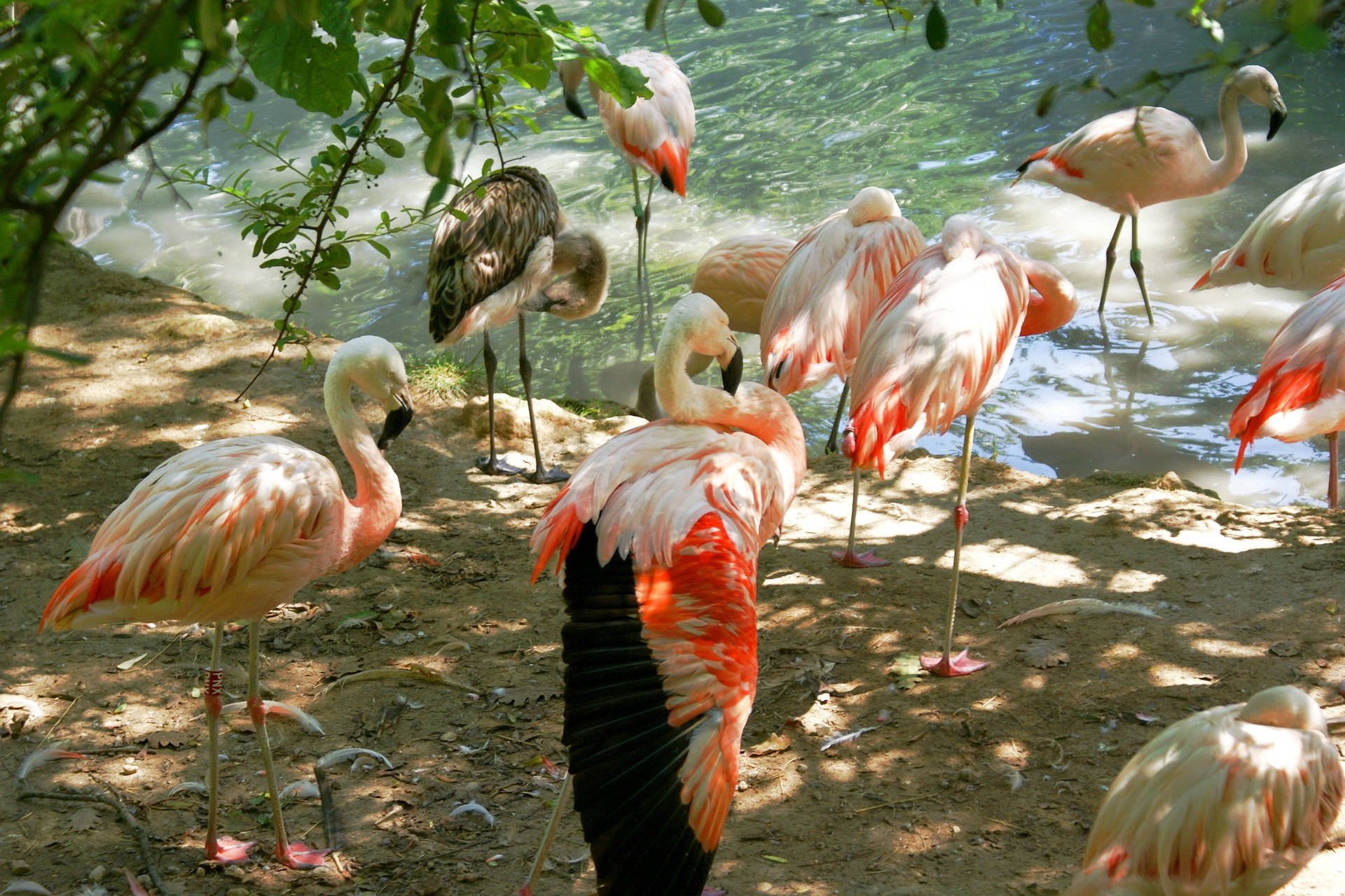 Group Of Flamingos Under A Shade Background