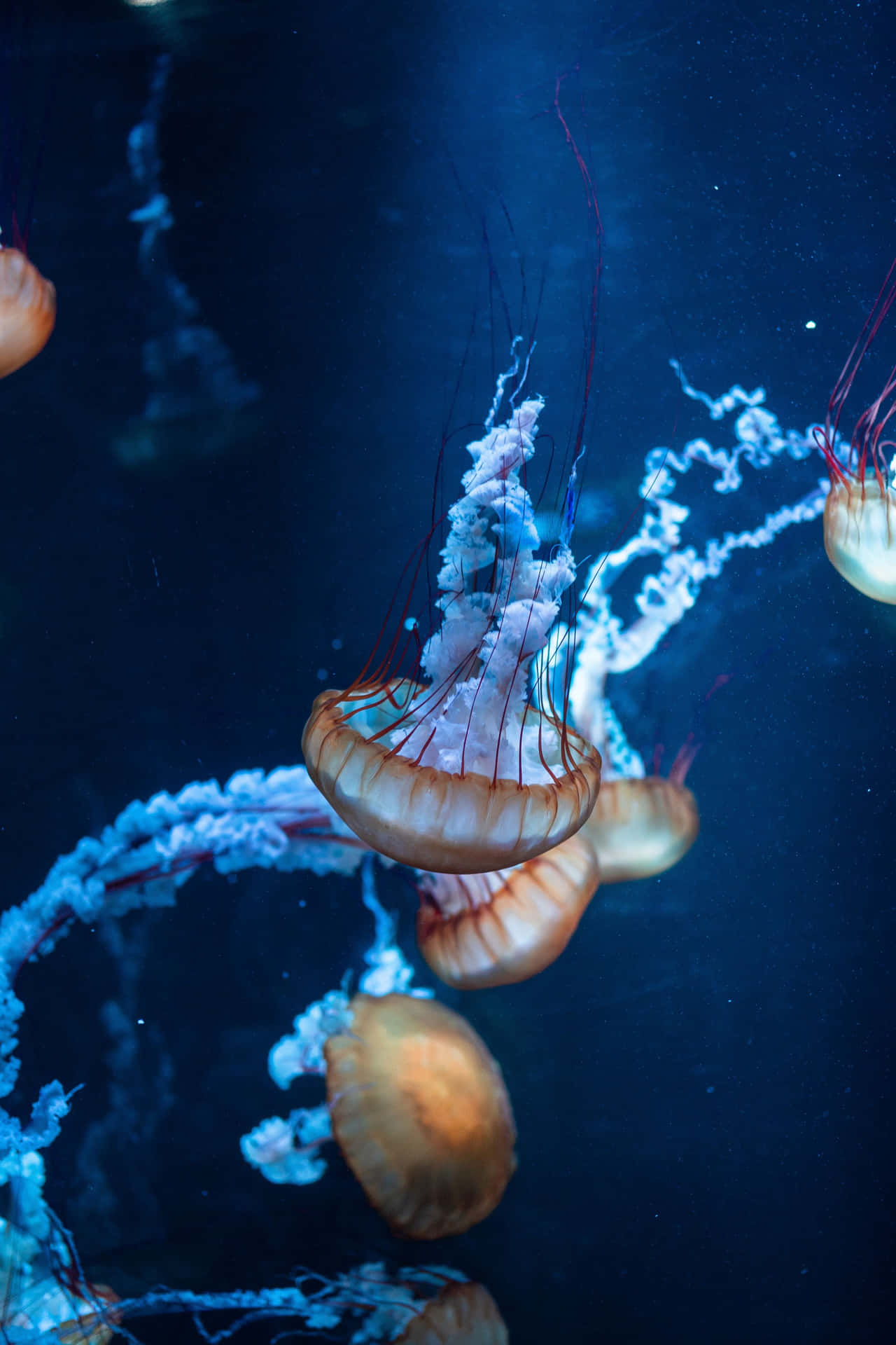 Group Of Jellyfish Underwater Iphone Background