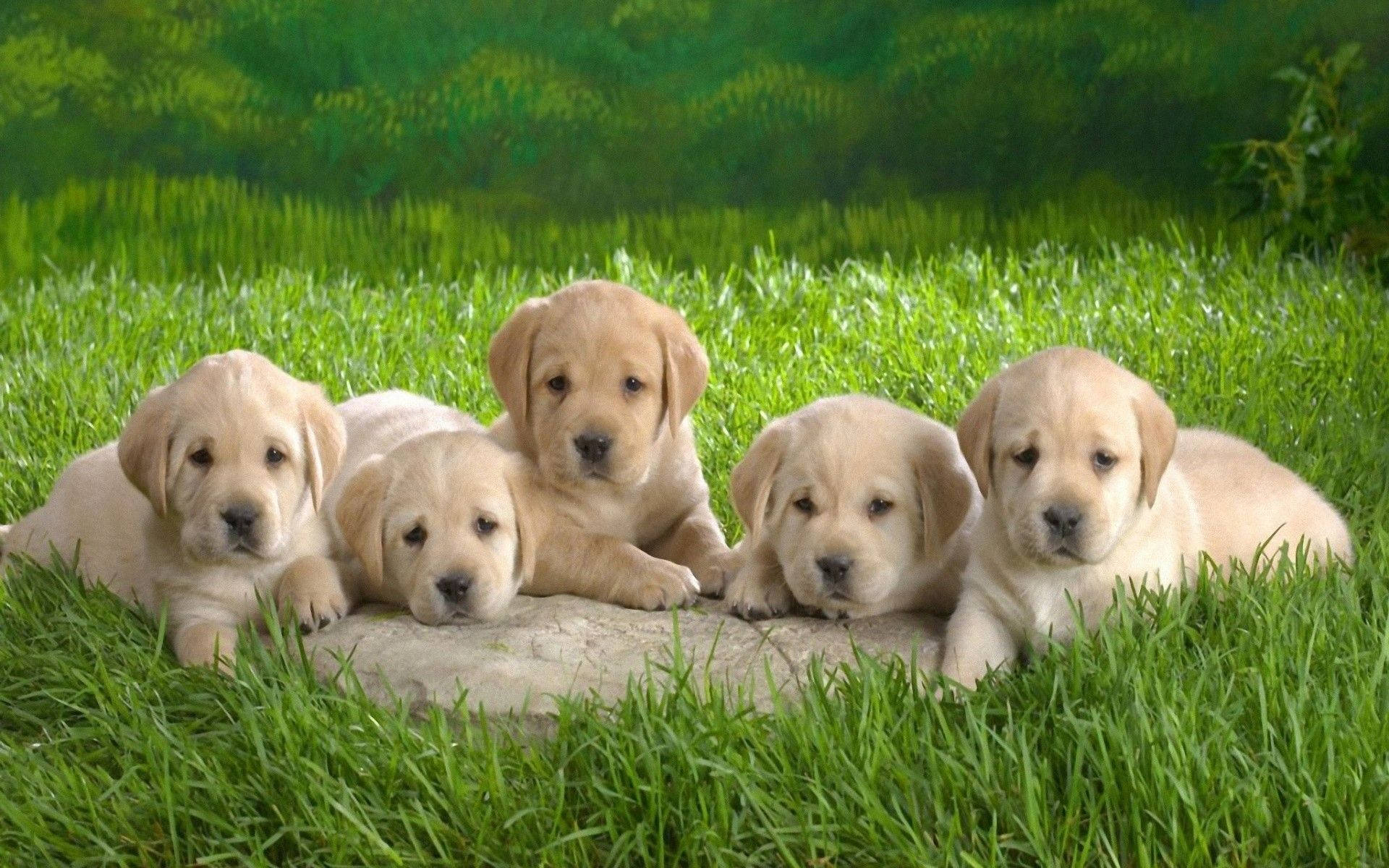 Group Of Labrador Baby Dogs Background