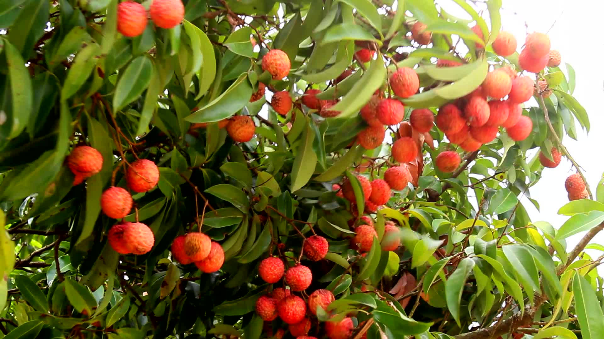 Group Of Litchi Fruits Background