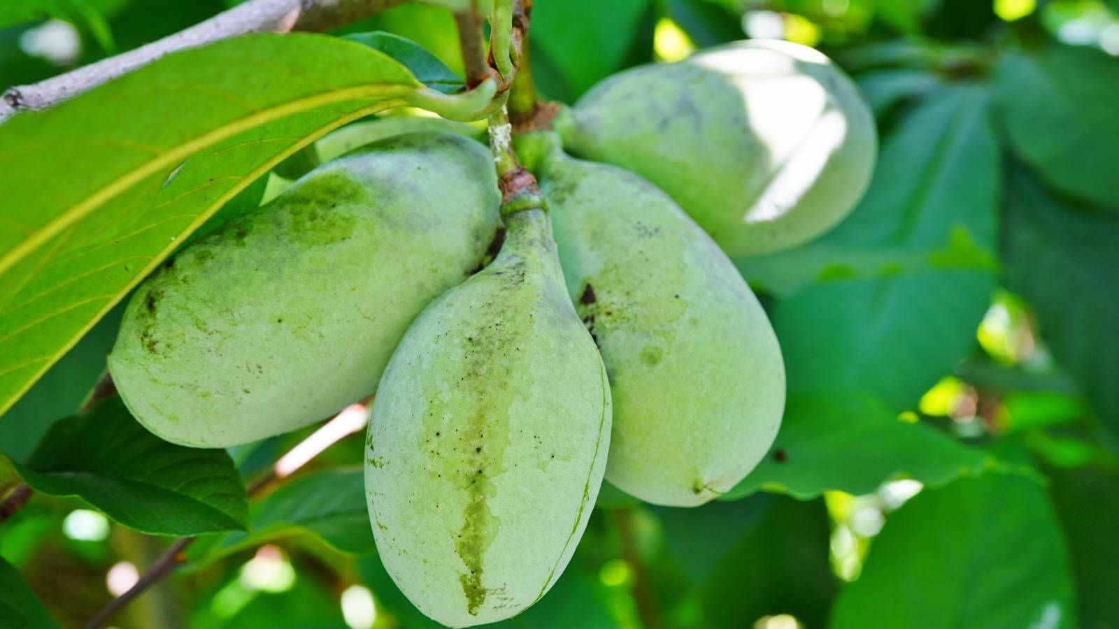 Group Of Pawpaw Fruit