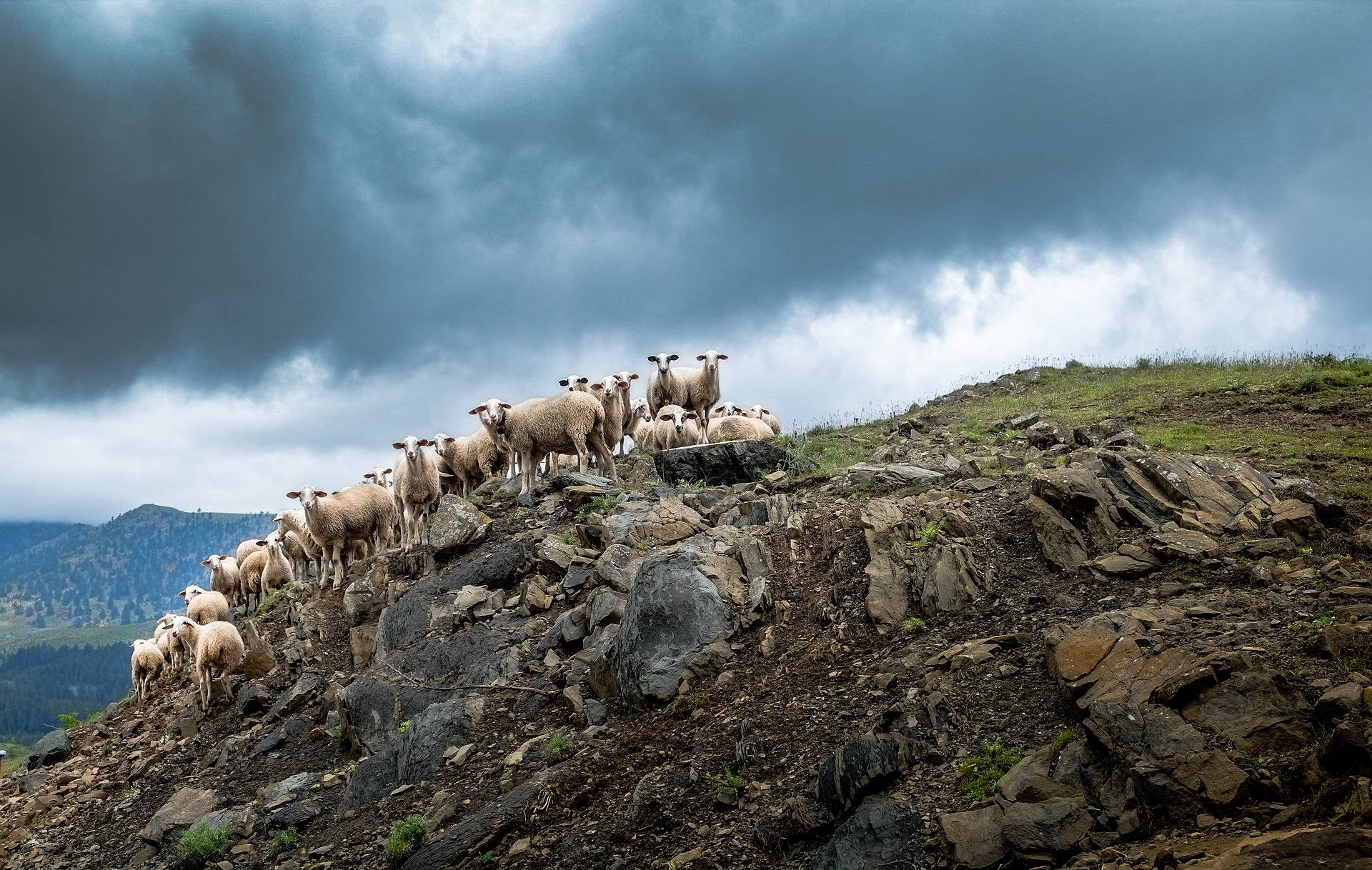 Group Of Sheep On Hill Background