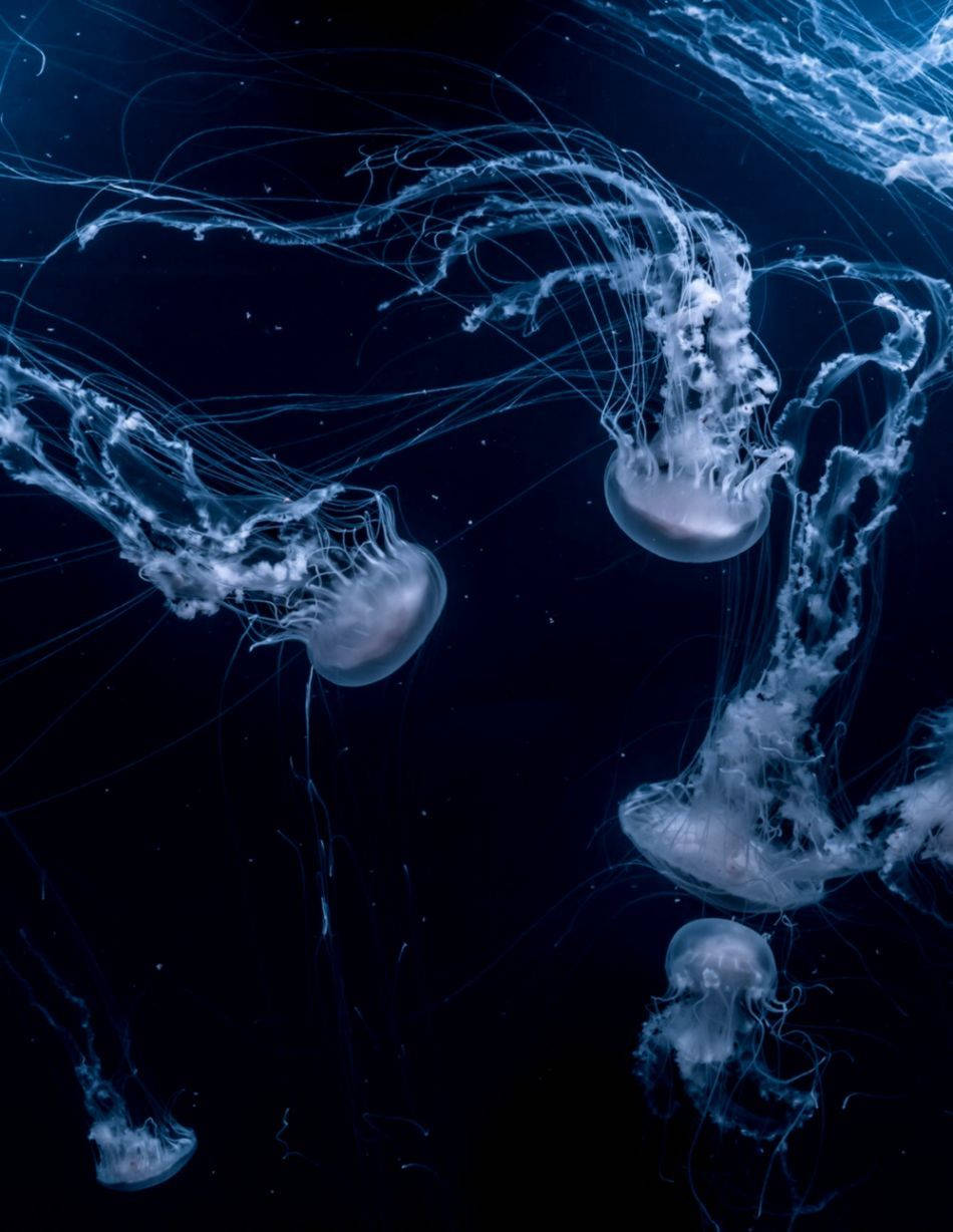 Group Of White Jellyfish Underwater Background