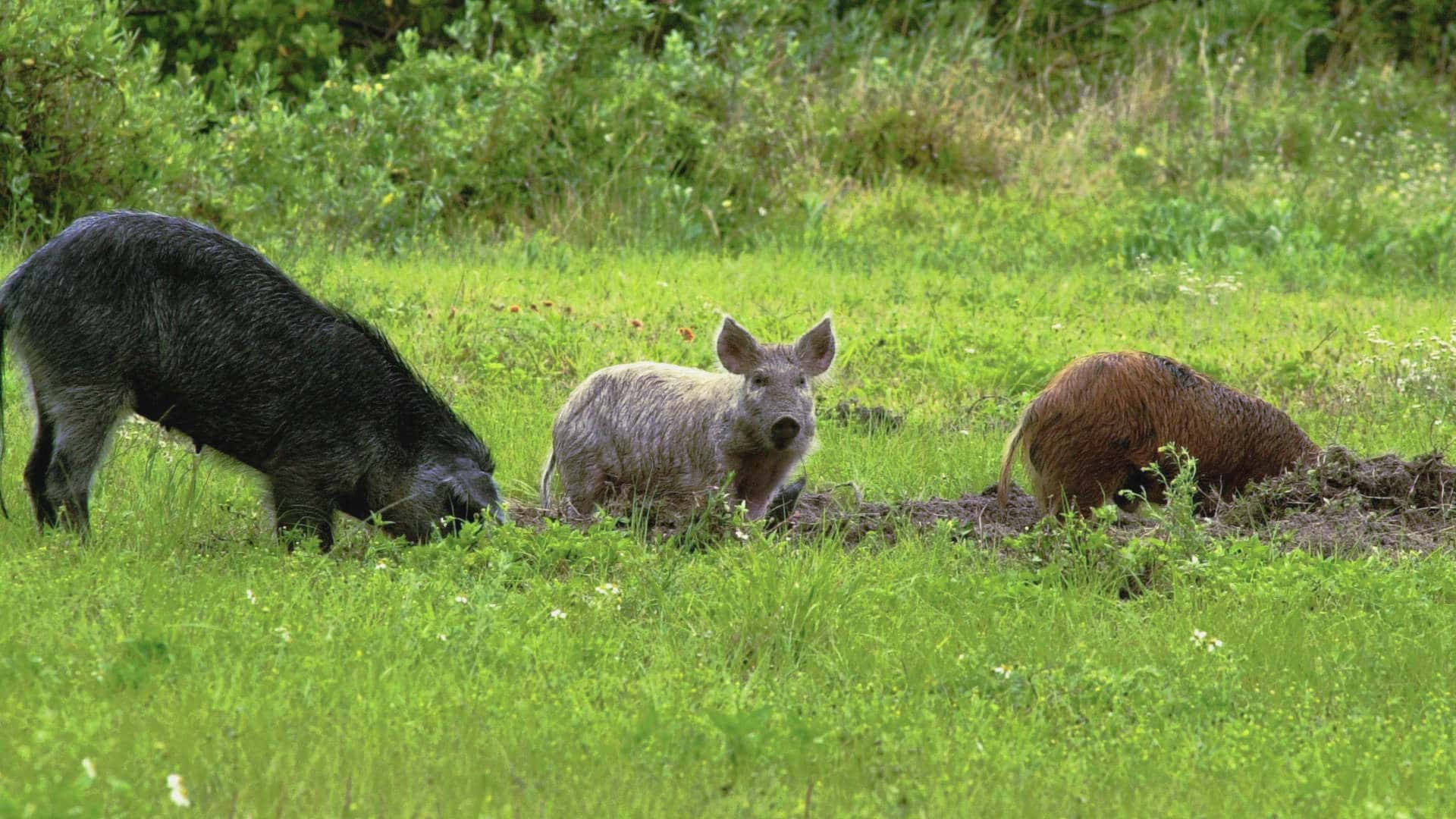 Group Of Wild Boars Background