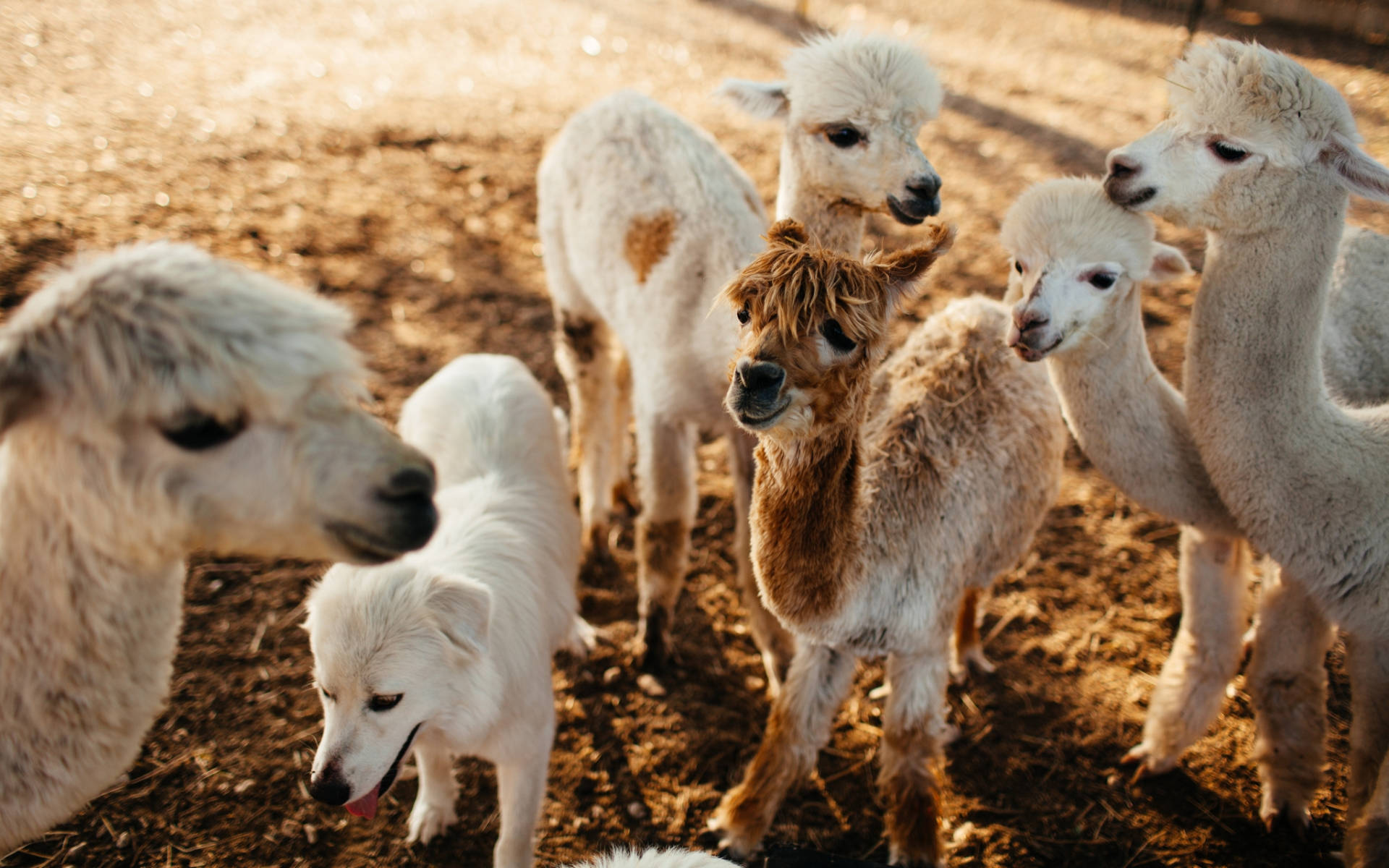 Group Of Young Alpacas Background