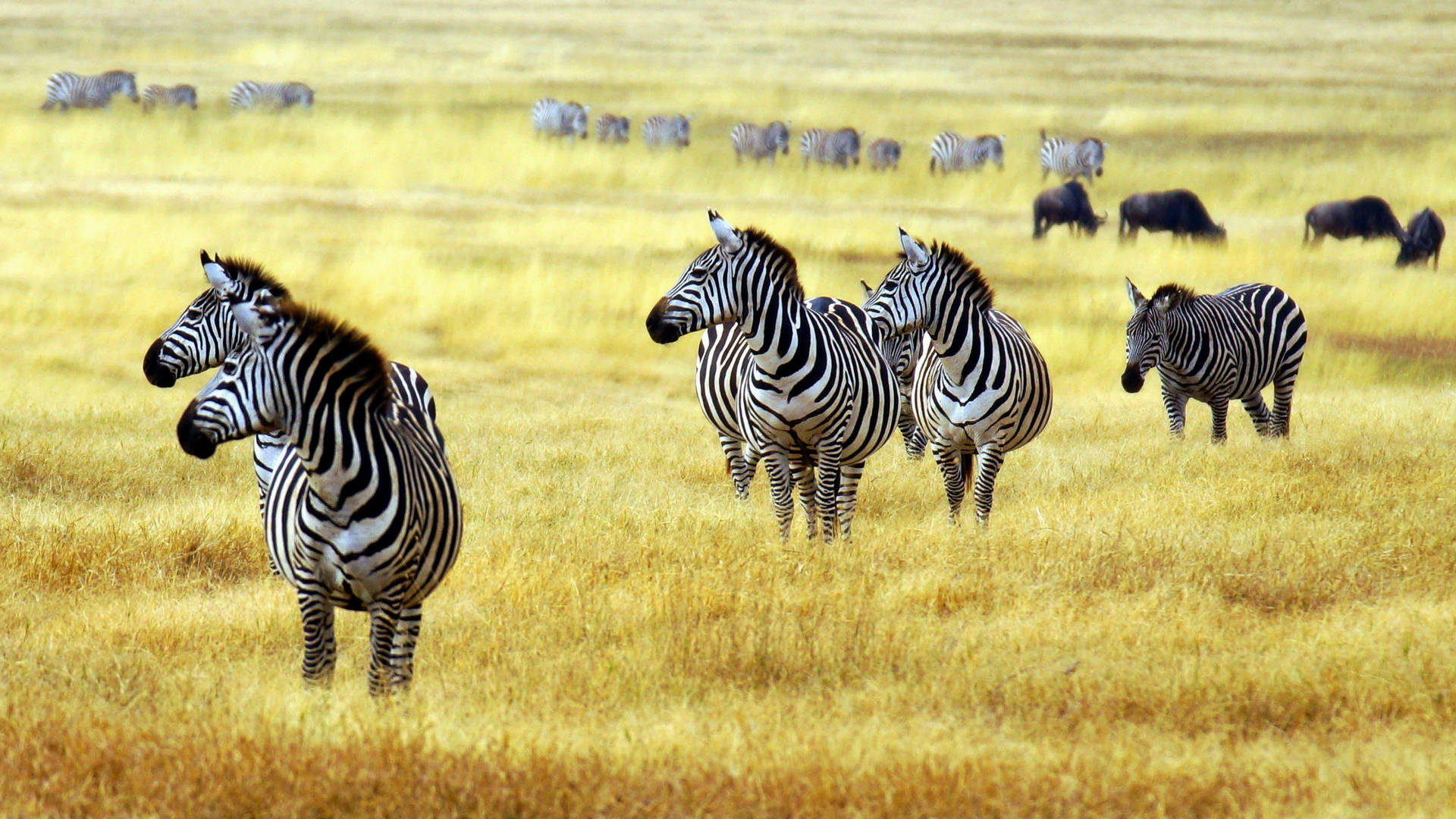Group Of Zebra In Grassland