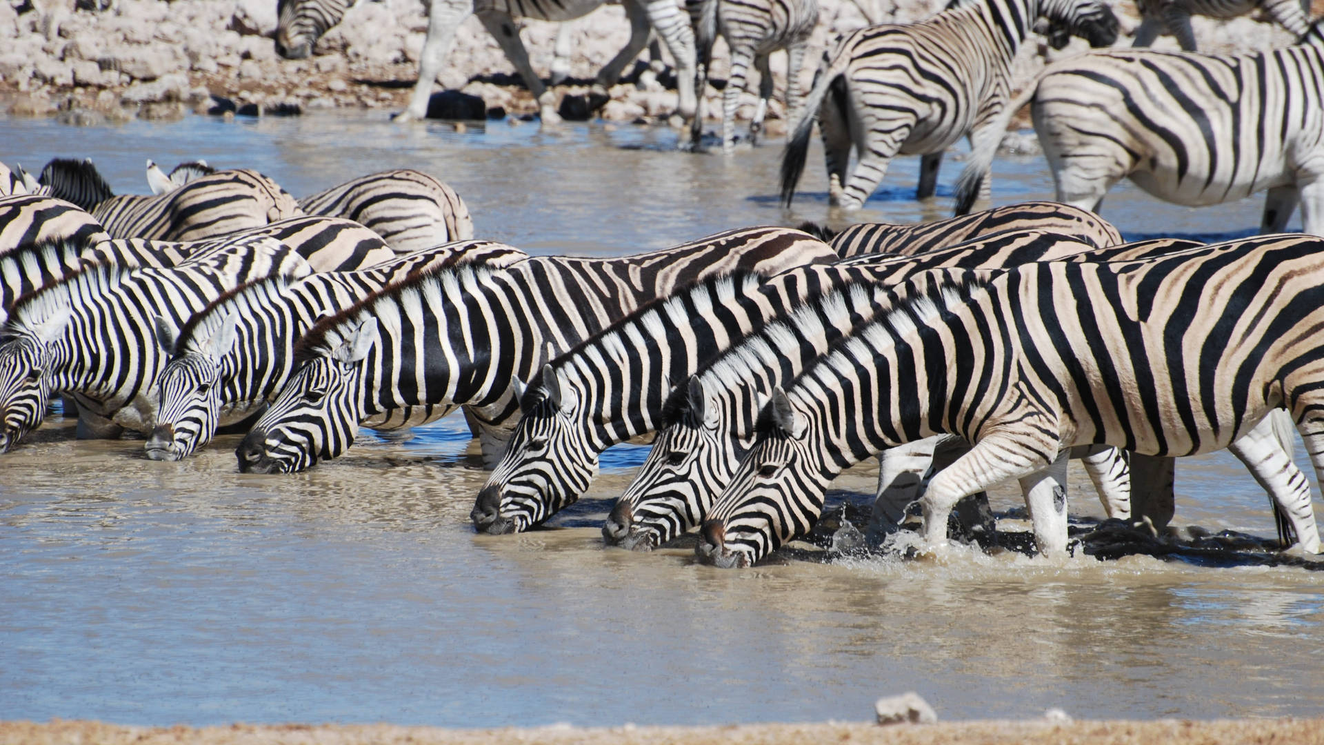 Group Of Zebra In River