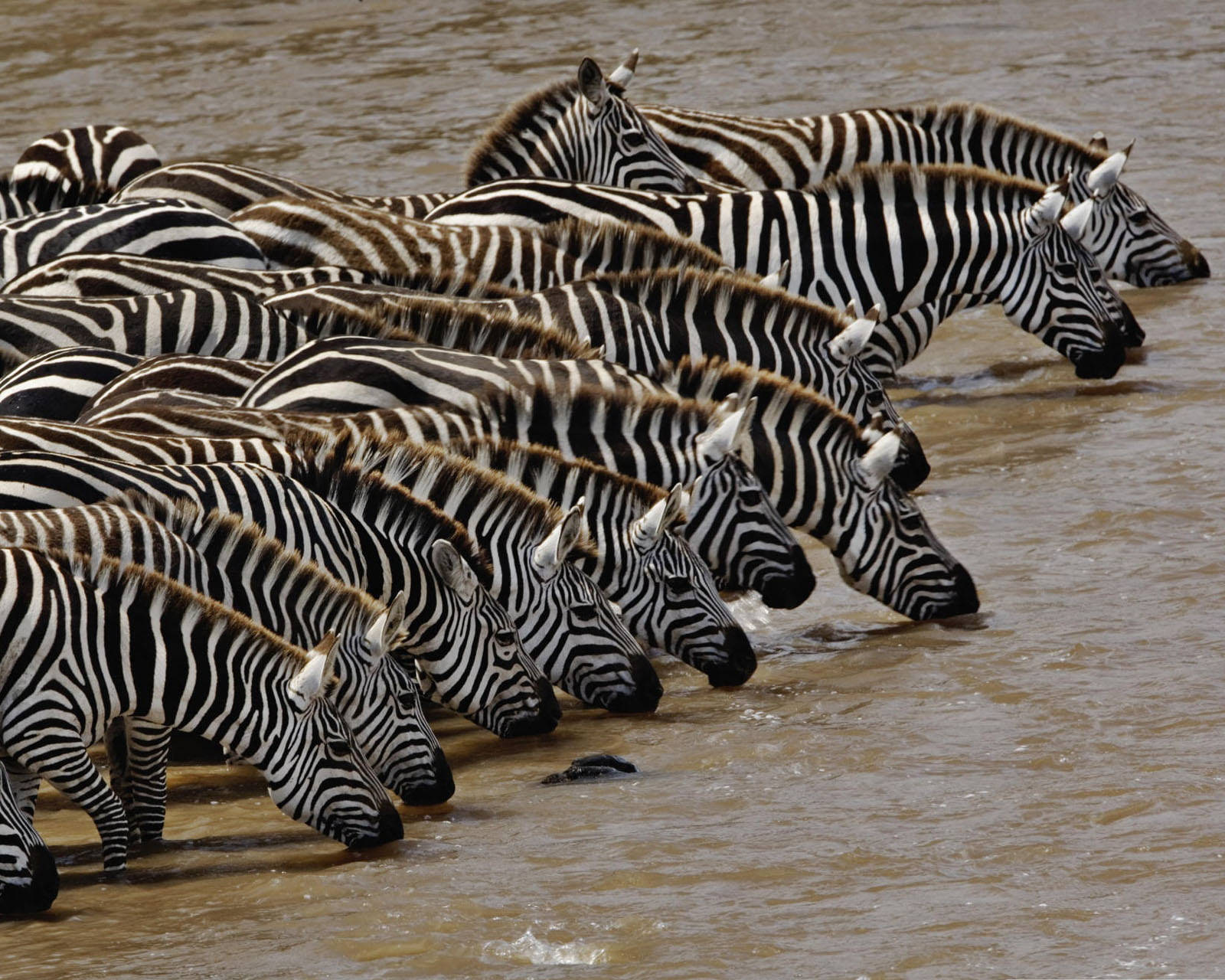 Group Of Zebras Drinking Water