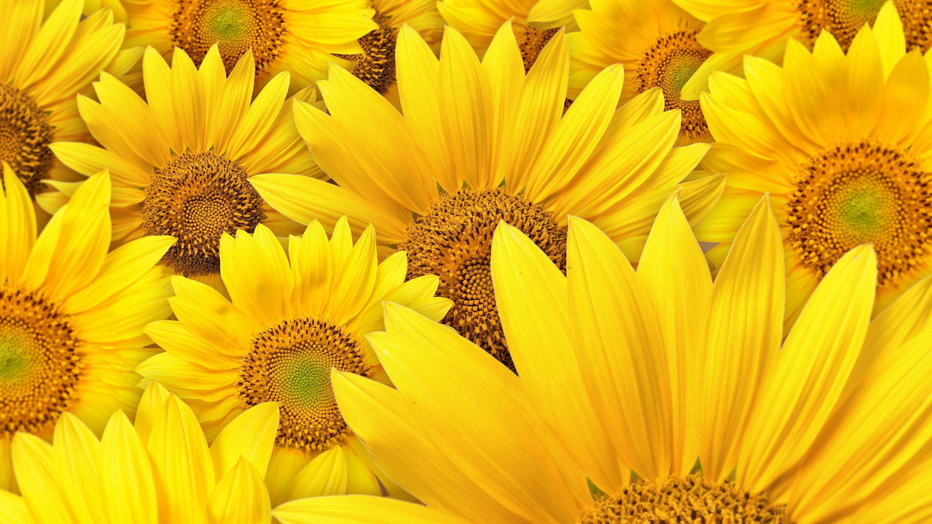 Grouped Sunflower Laptop Background