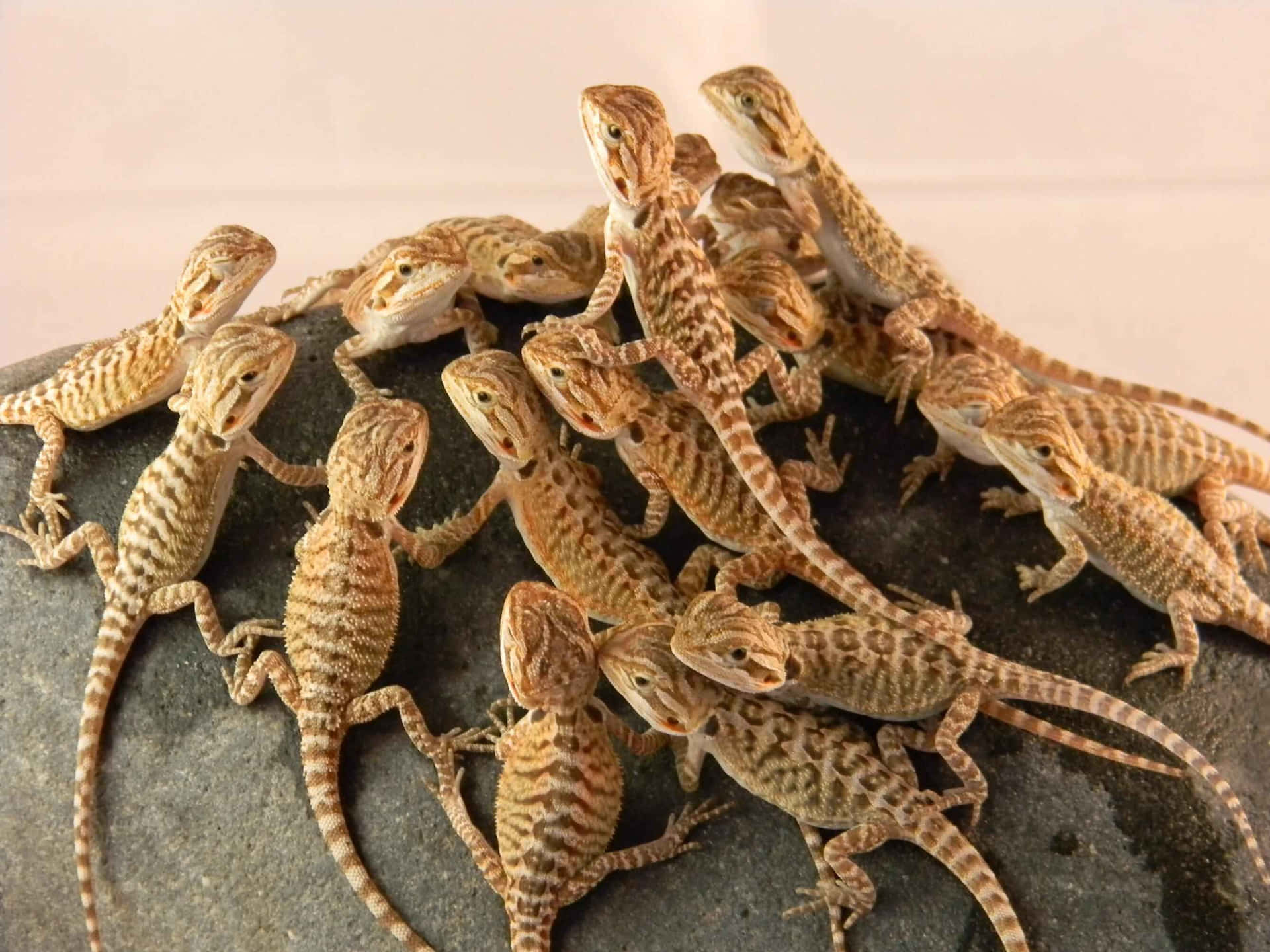 Groupof Bearded Dragons Background
