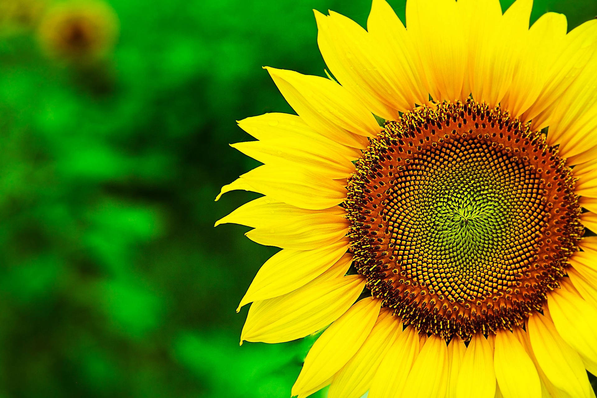 “grow A Field Of Happiness With A Sunflower Desktop Wallpaper”