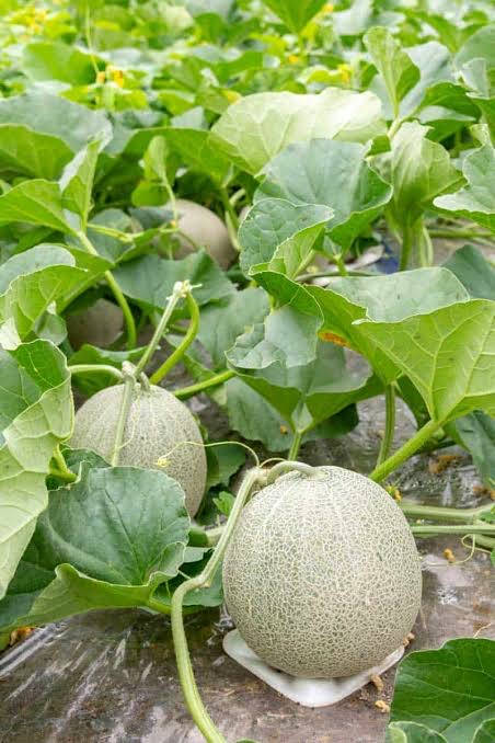 Growing Cantaloupe Background