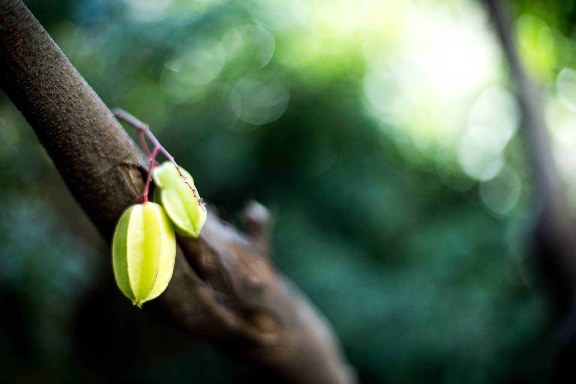 Growing Carambola Fruits Dangling Background