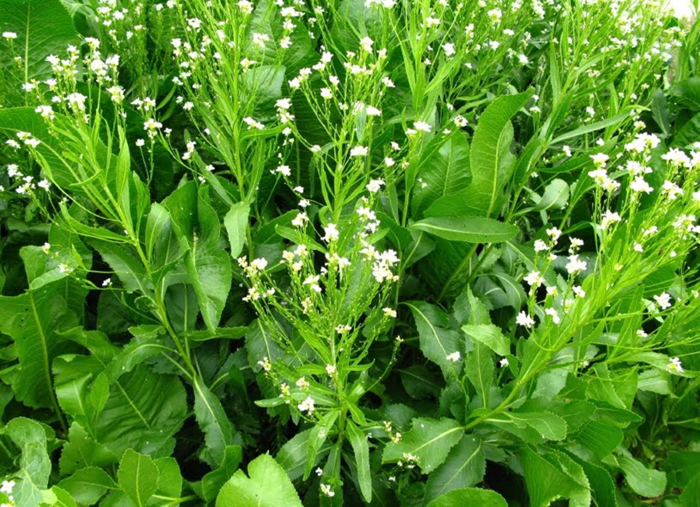 Growing Horseradish Plant Background