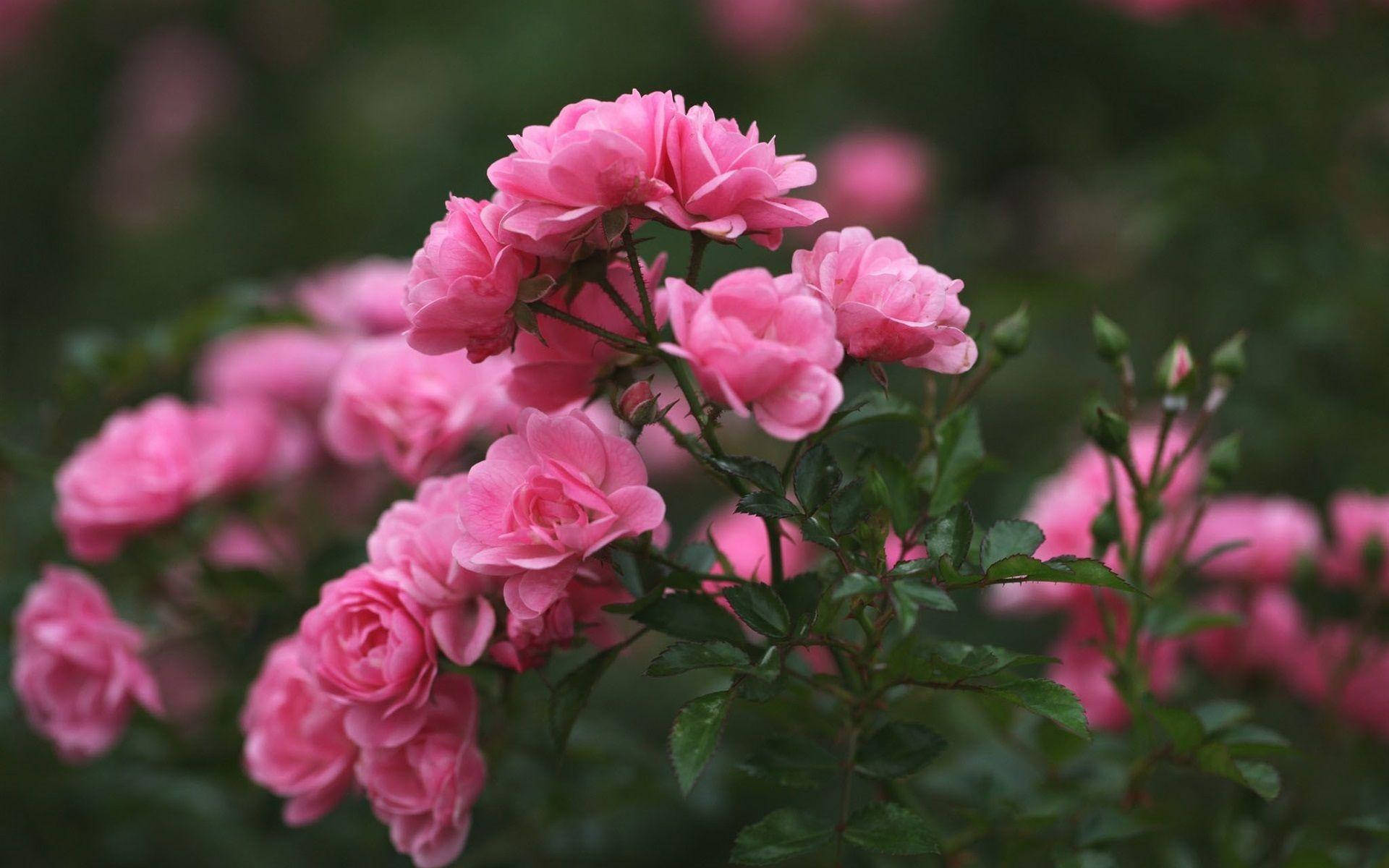 Growing Pink Flower