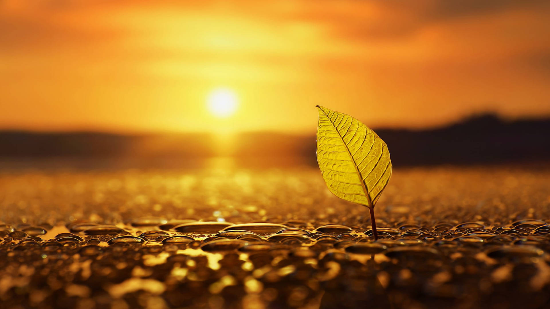Growing Seedling By The Sunrise Hd Photography Background