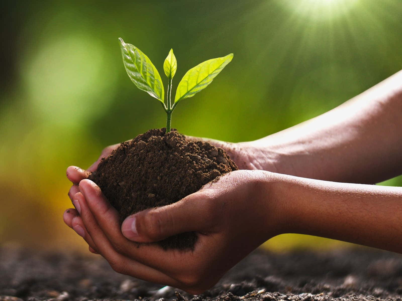 Growingtrees With Soil In A Hands Background