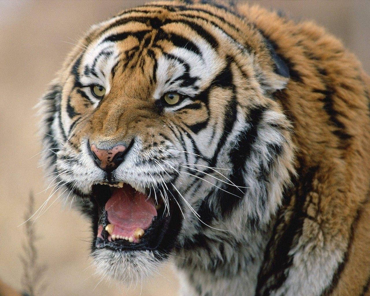 Growling Angry Tiger