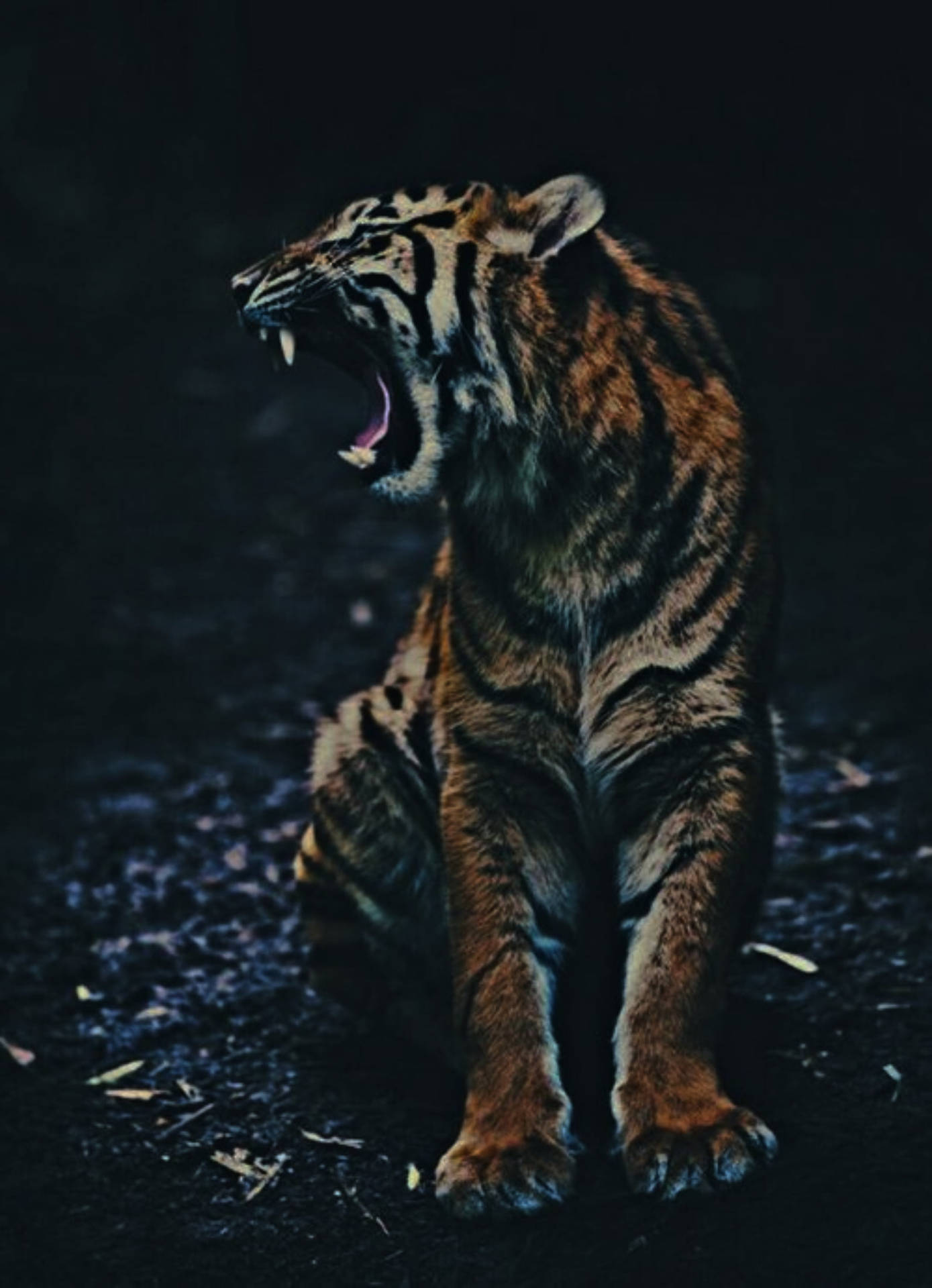 Growling Tiger With Black Tiger Stripes Background