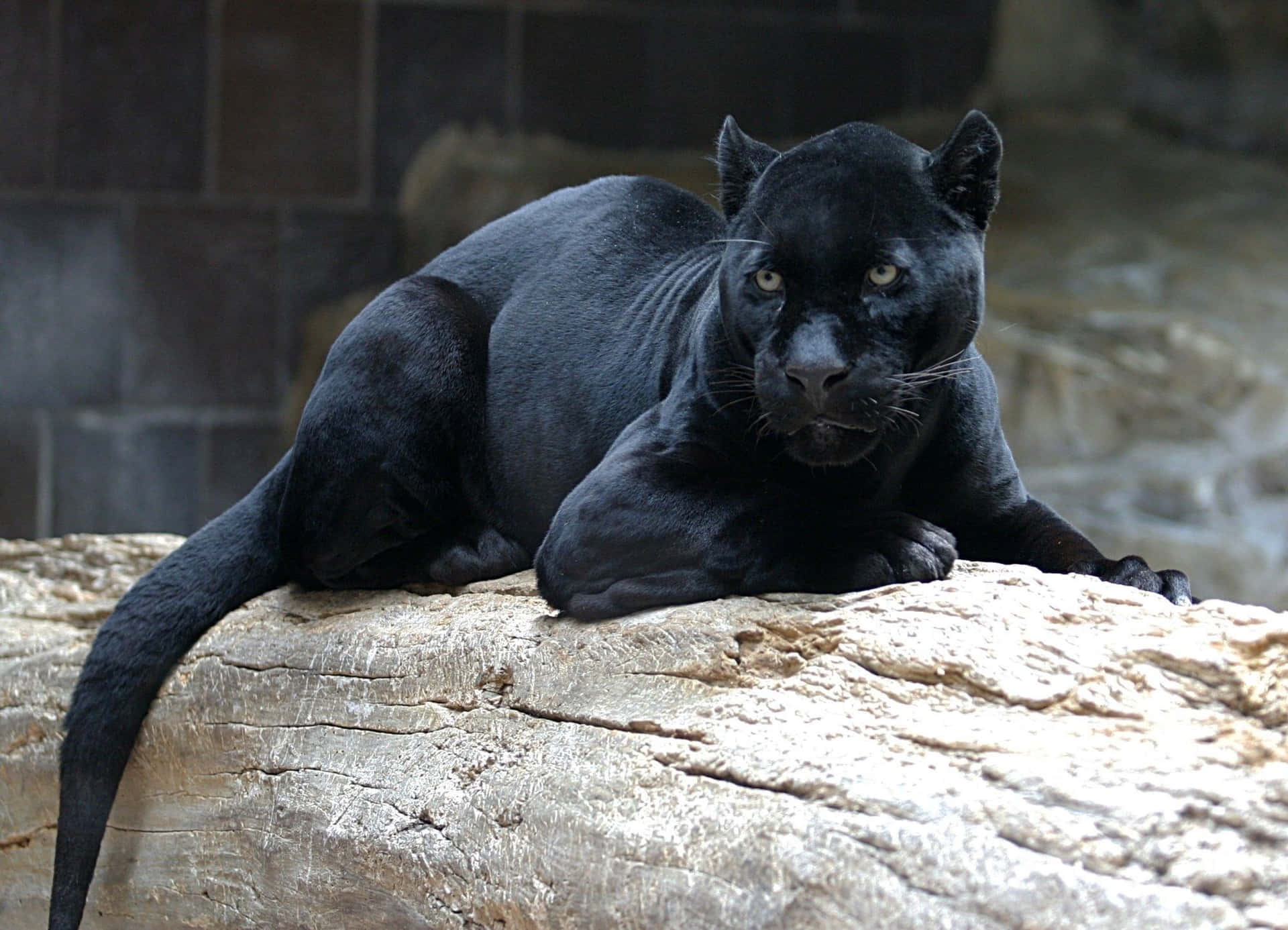 Grown Cute Black Panther