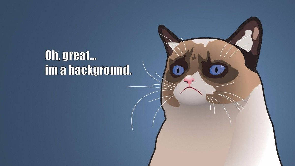 Grumpy Cat Background Funny Meme Background