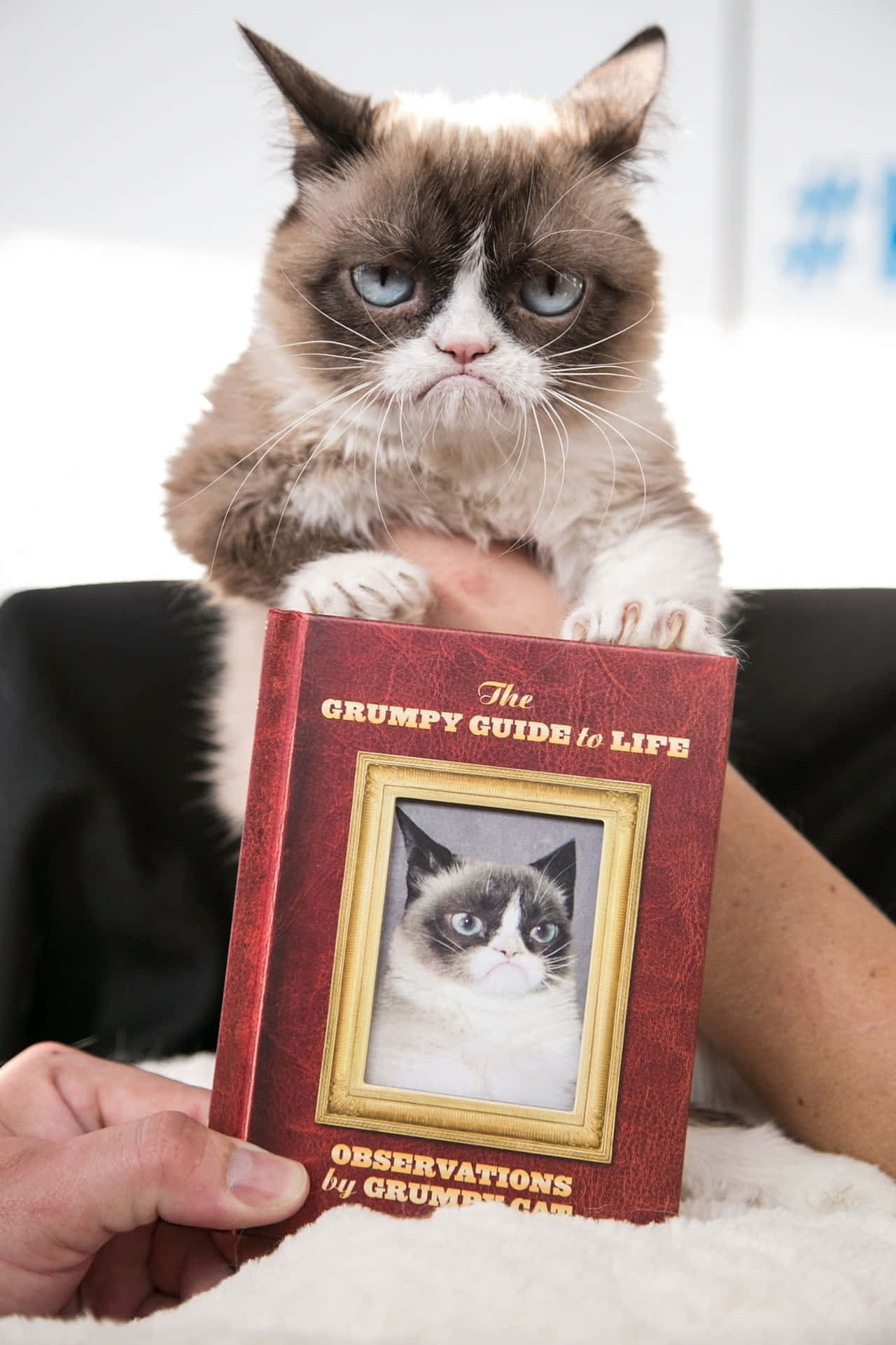 Grumpy Cat Book Background