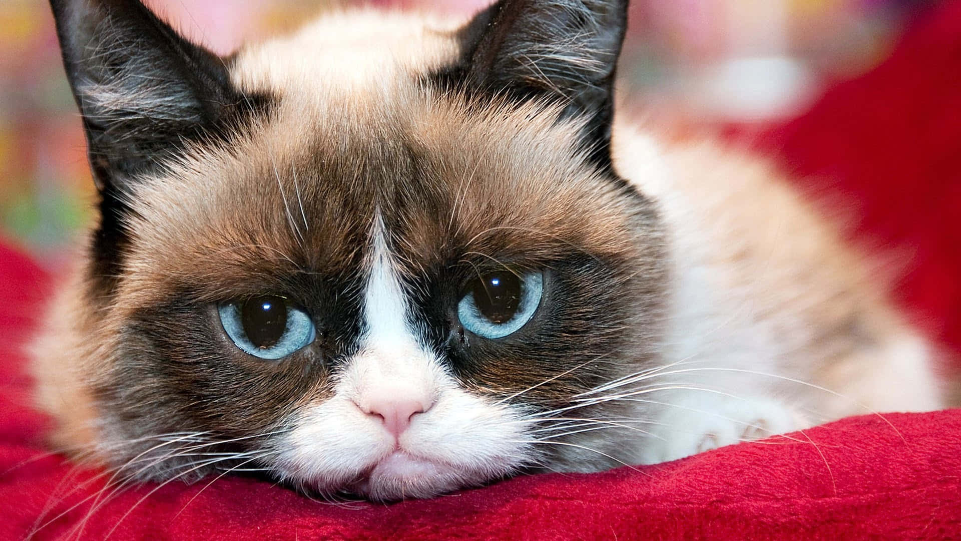 Grumpy Cat Laying On A Red Blanket Background