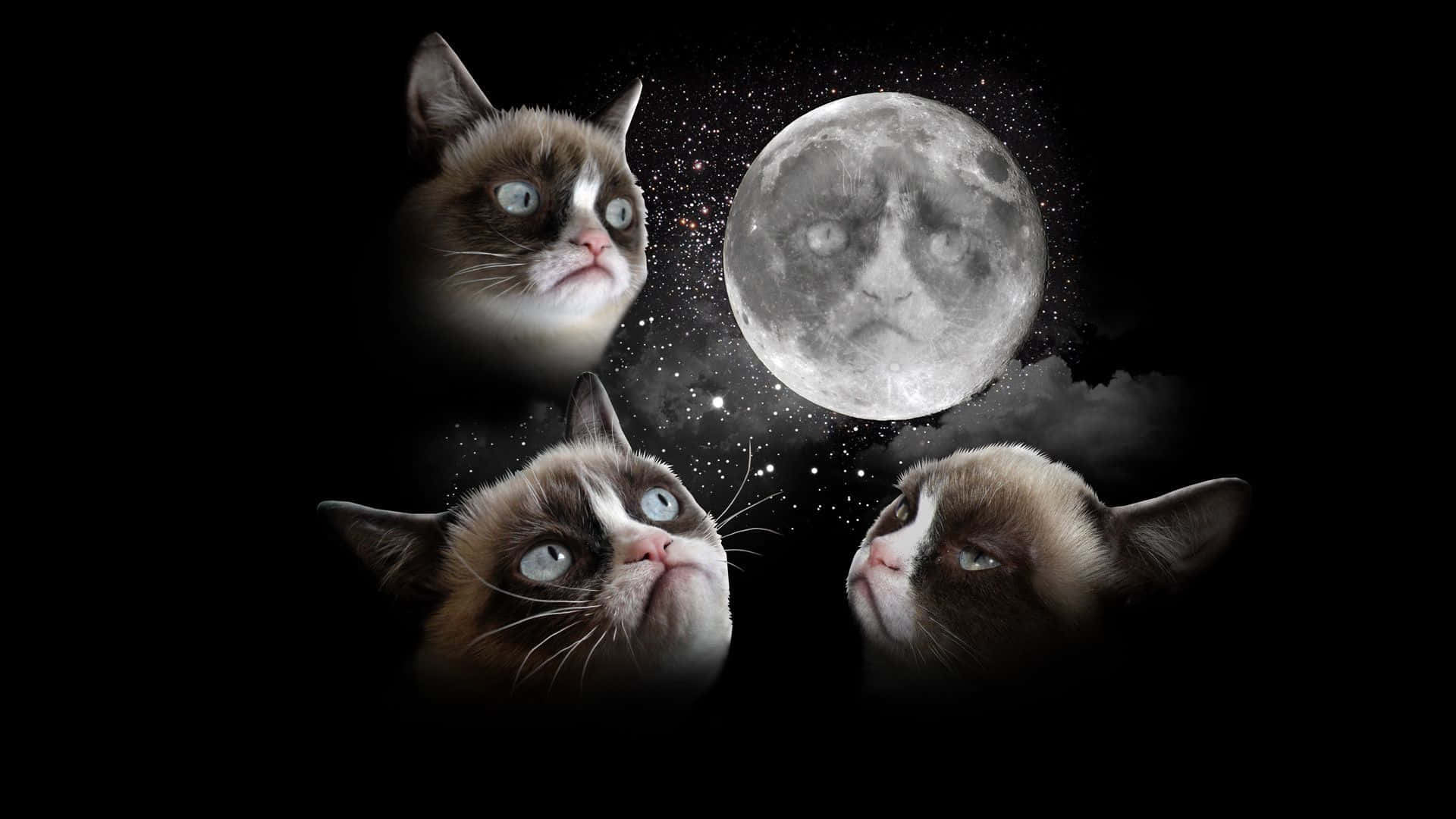 Grumpy Cat Moon Background
