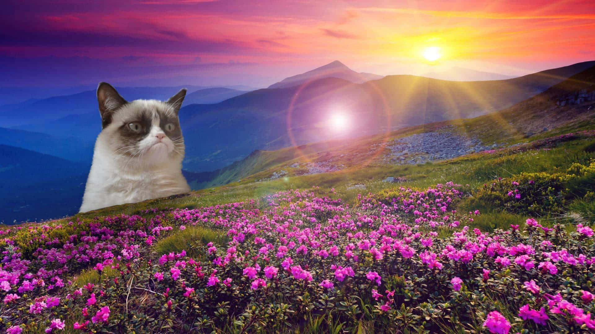 Grumpy Cat Not Having A Good Day Background
