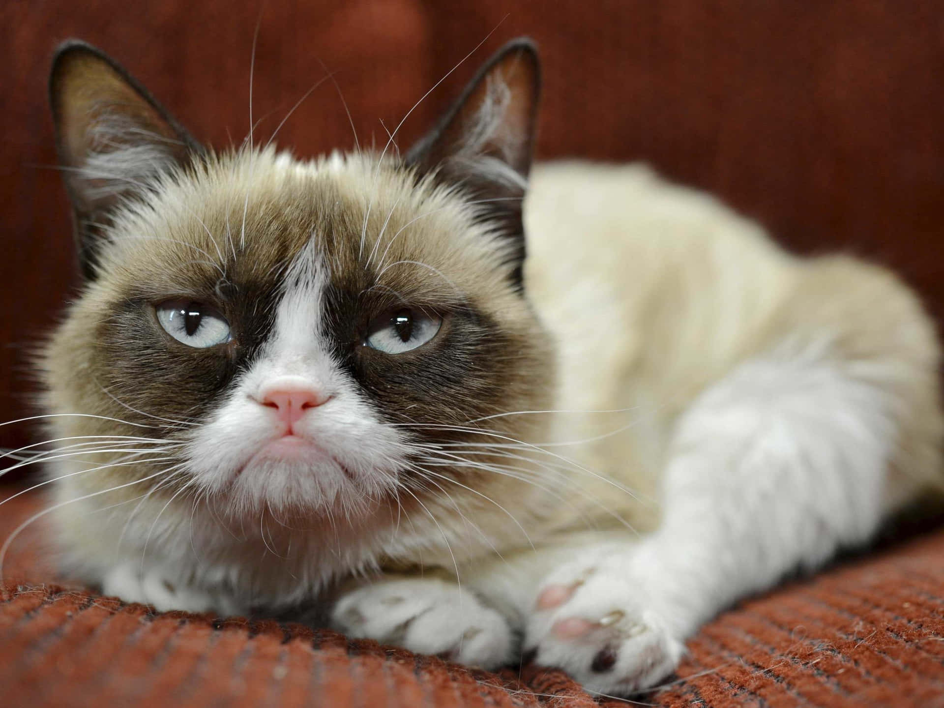 Grumpy Cat Portrait Background