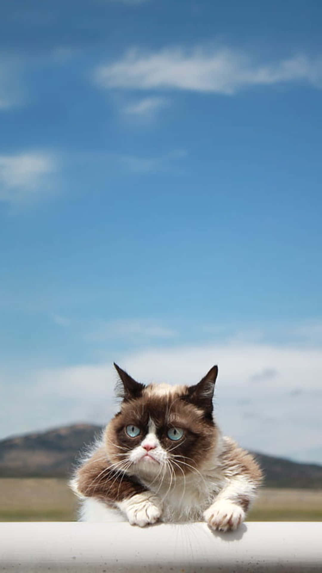 Grumpy Cat Shows Her Disapproval Background