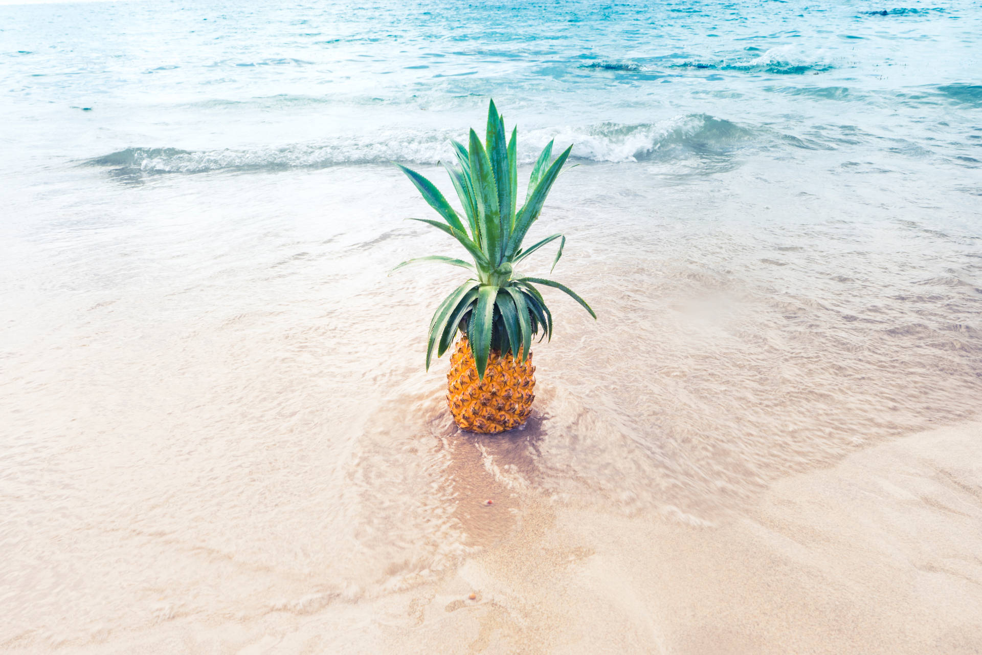 Guadeloupe Pineapple Fruit On Beach Background