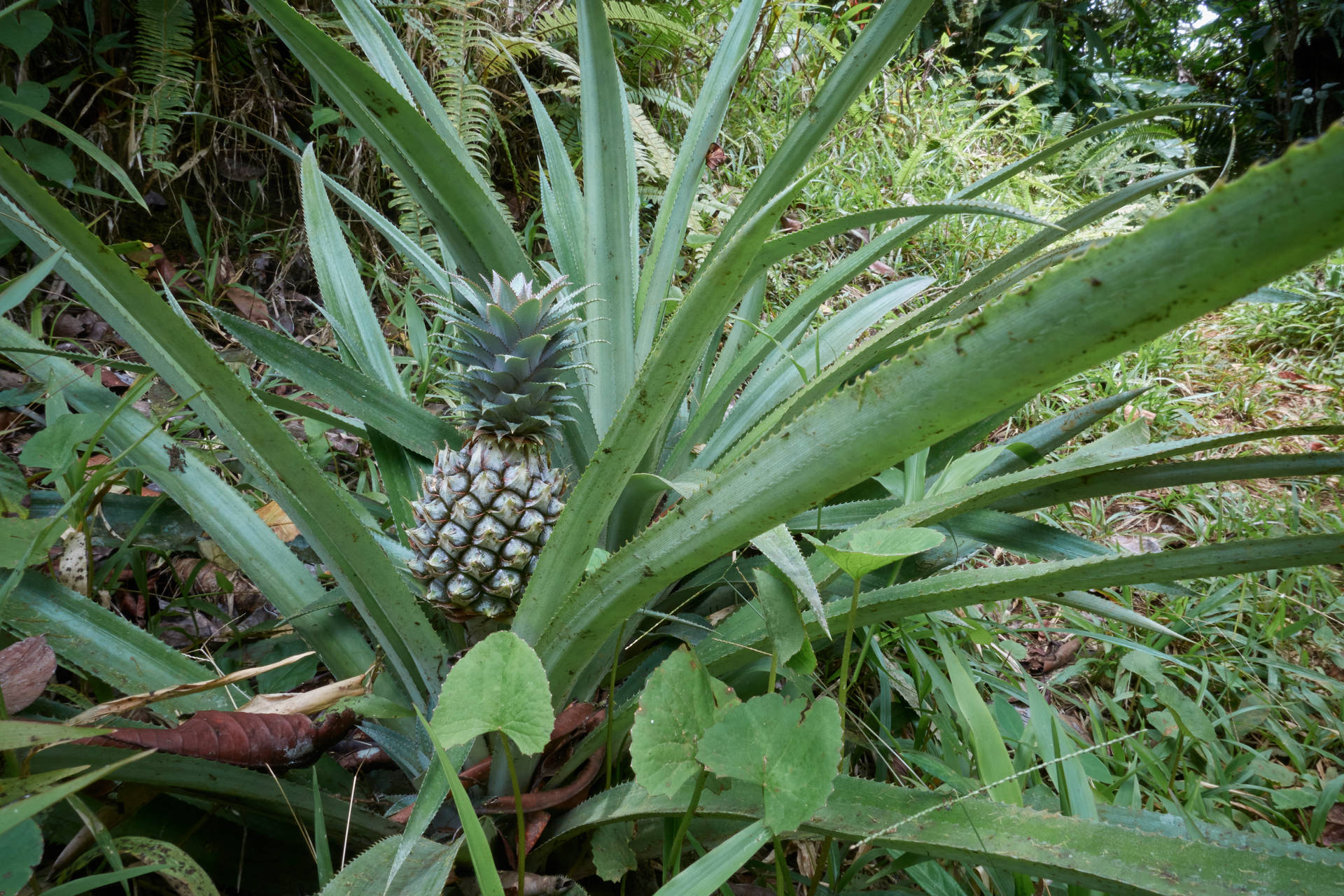 Guadeloupe Pineapple Plant Background