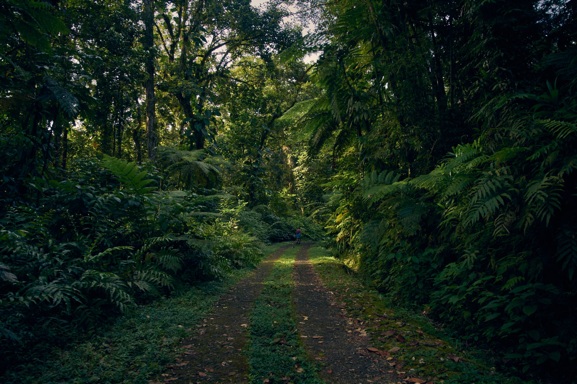Guadeloupe Rainforest Pathway Background