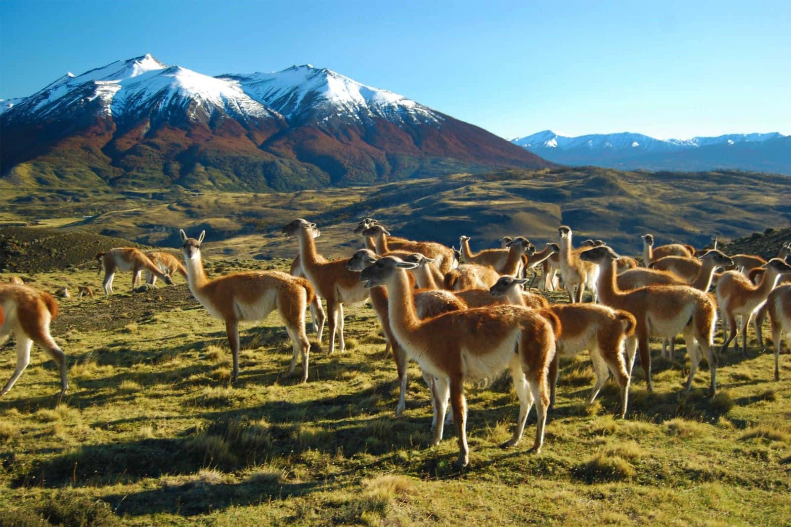 Guanacosin Torres Del Paine Background
