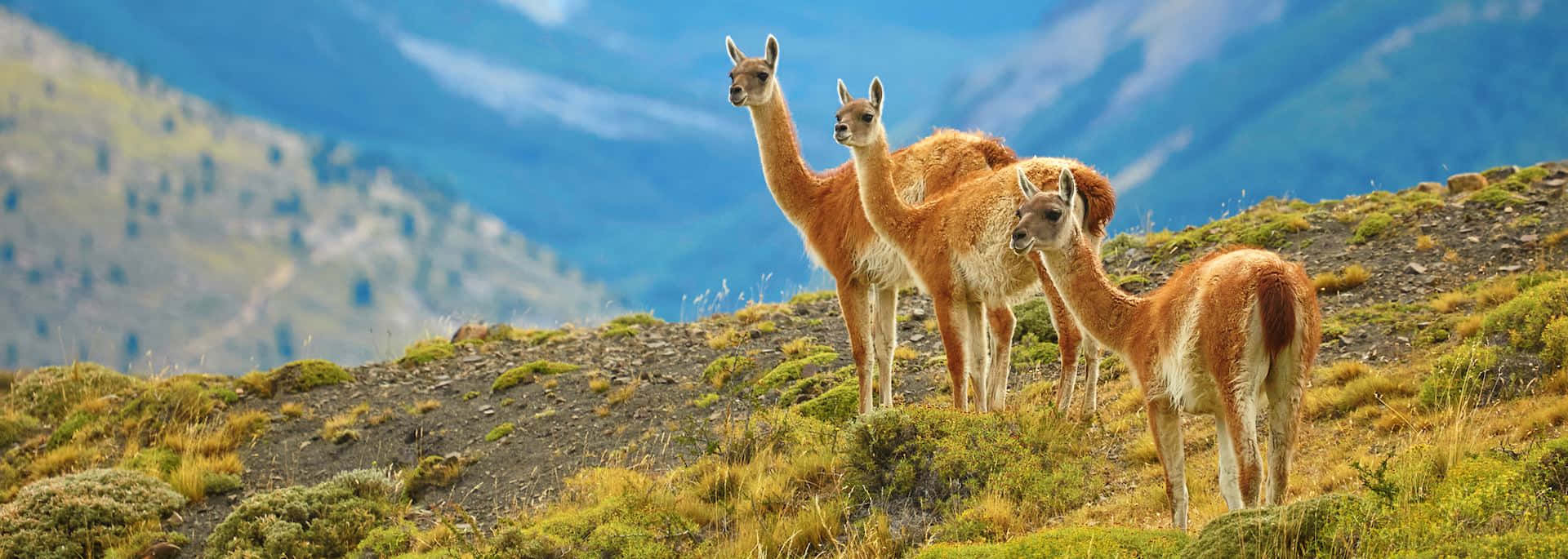 Guanacosin Torres Del Paine Background