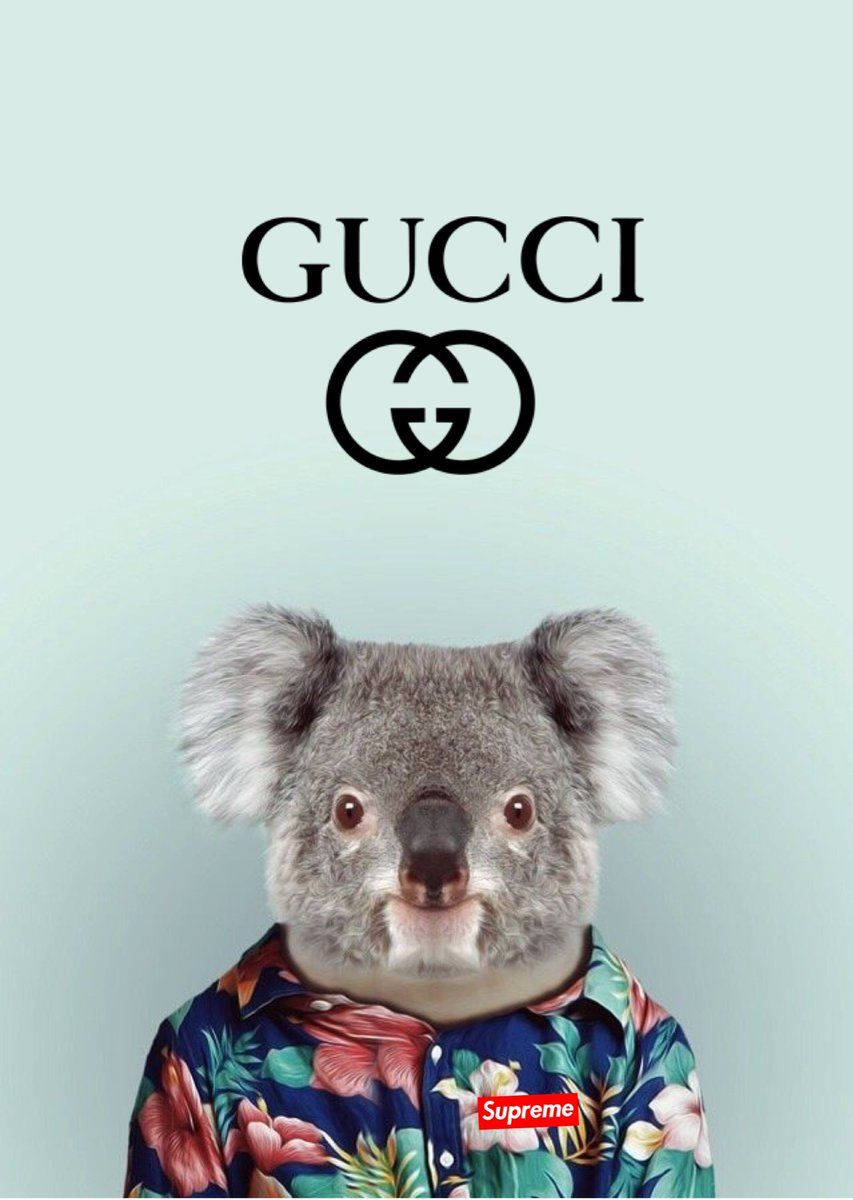Gucci Koala - Ad - Ad - Ad - Ad - A