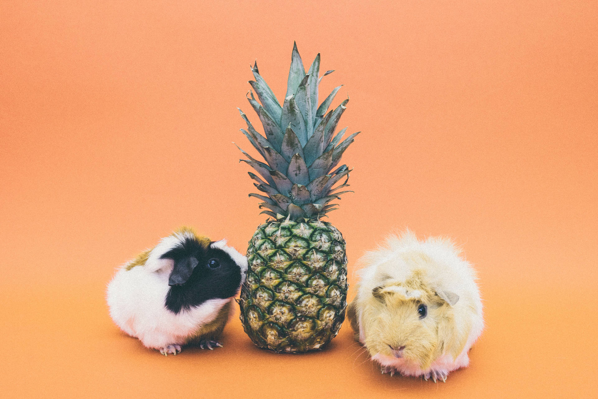 Guinea Pigs Adore Pineapples Background