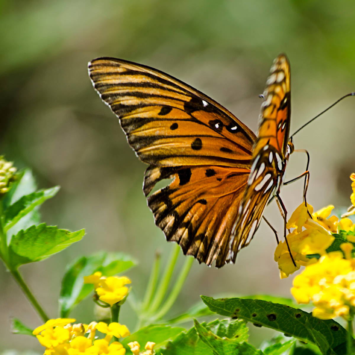 Gulf Fritillary Butterfly On Flower Background