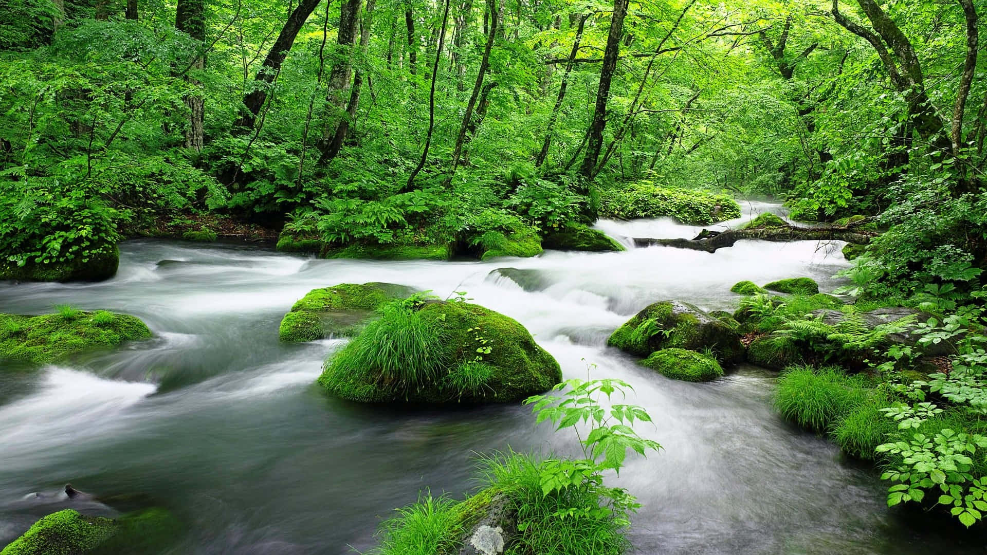 Gushing Waters In Jungle Desktop Background