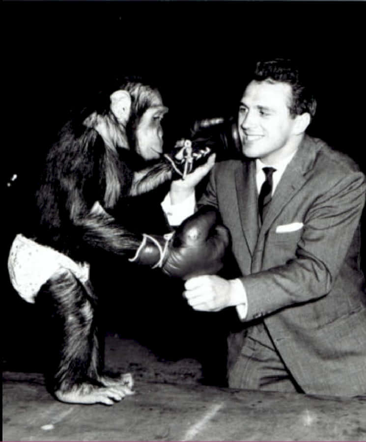 Gustav Scholz With A Chimpanzee Background