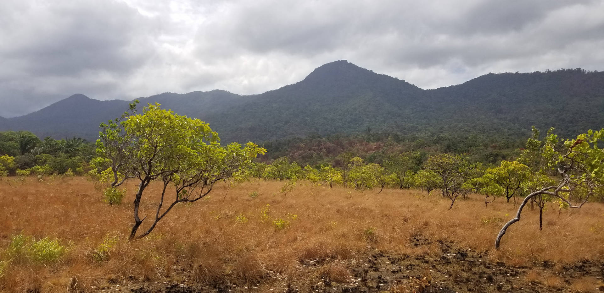 Guyana Iwokrama Forest Background