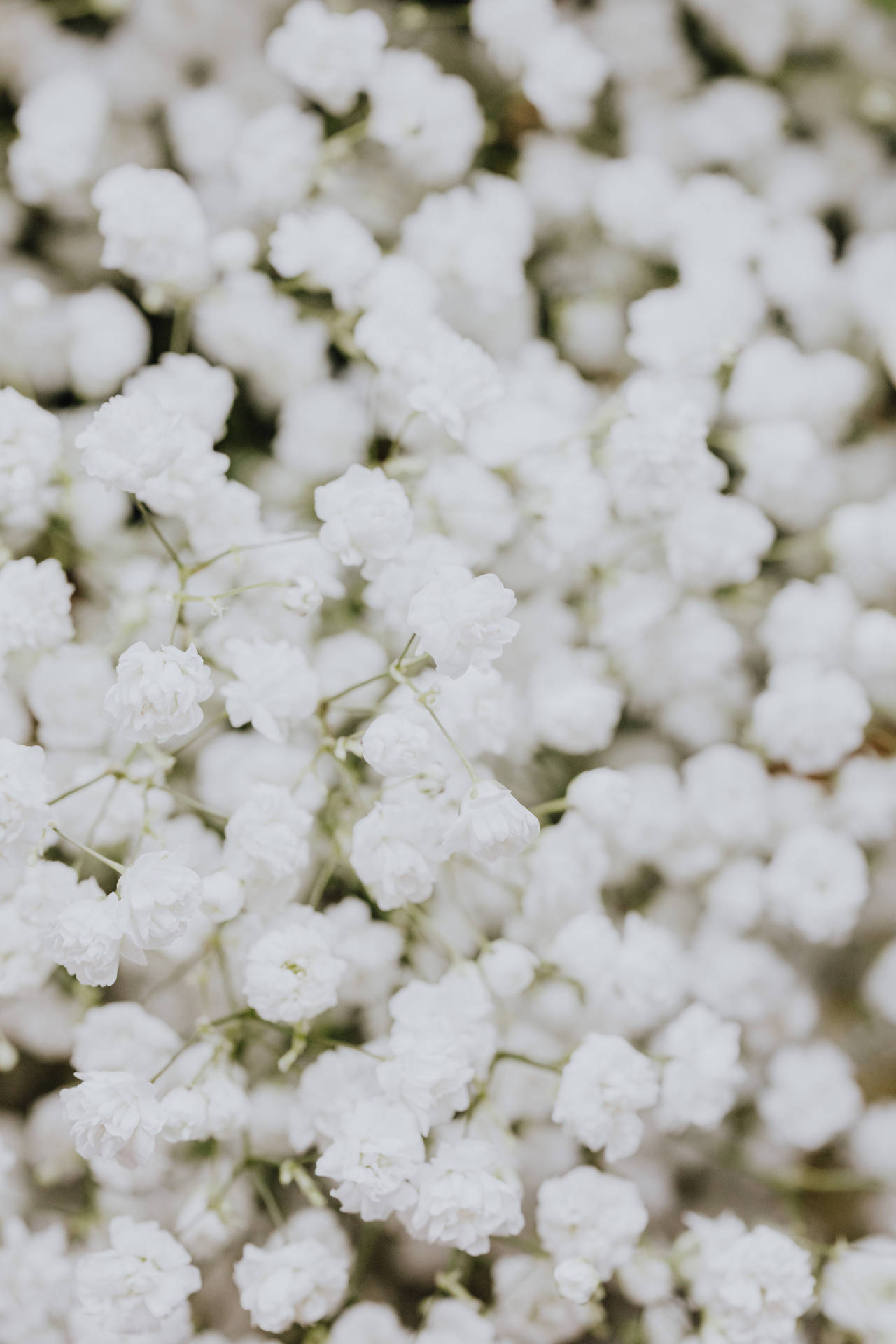 Gypsophilia Elegance - Greatly Capturing A Stunning Array Of White Flowers In Selective Focus. Background