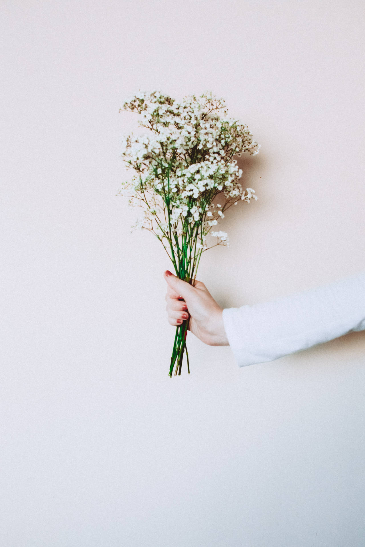 Gypsophilia White Flowers Background