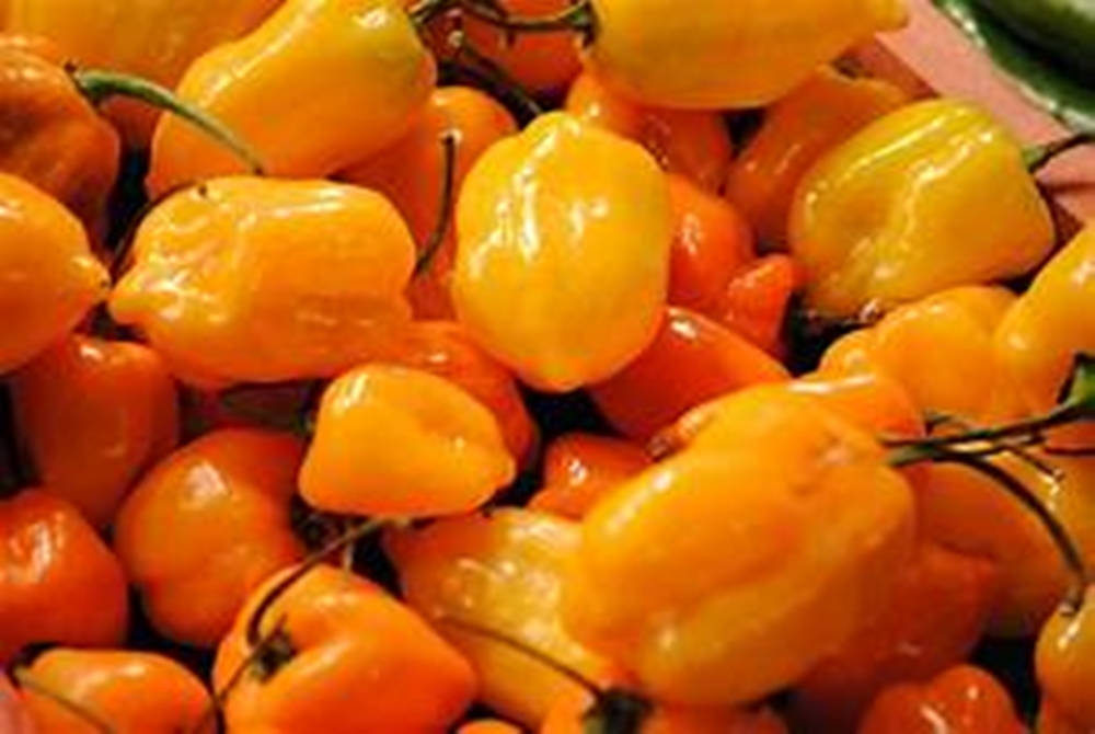Habanero Orange Chili Pepper Spice Background