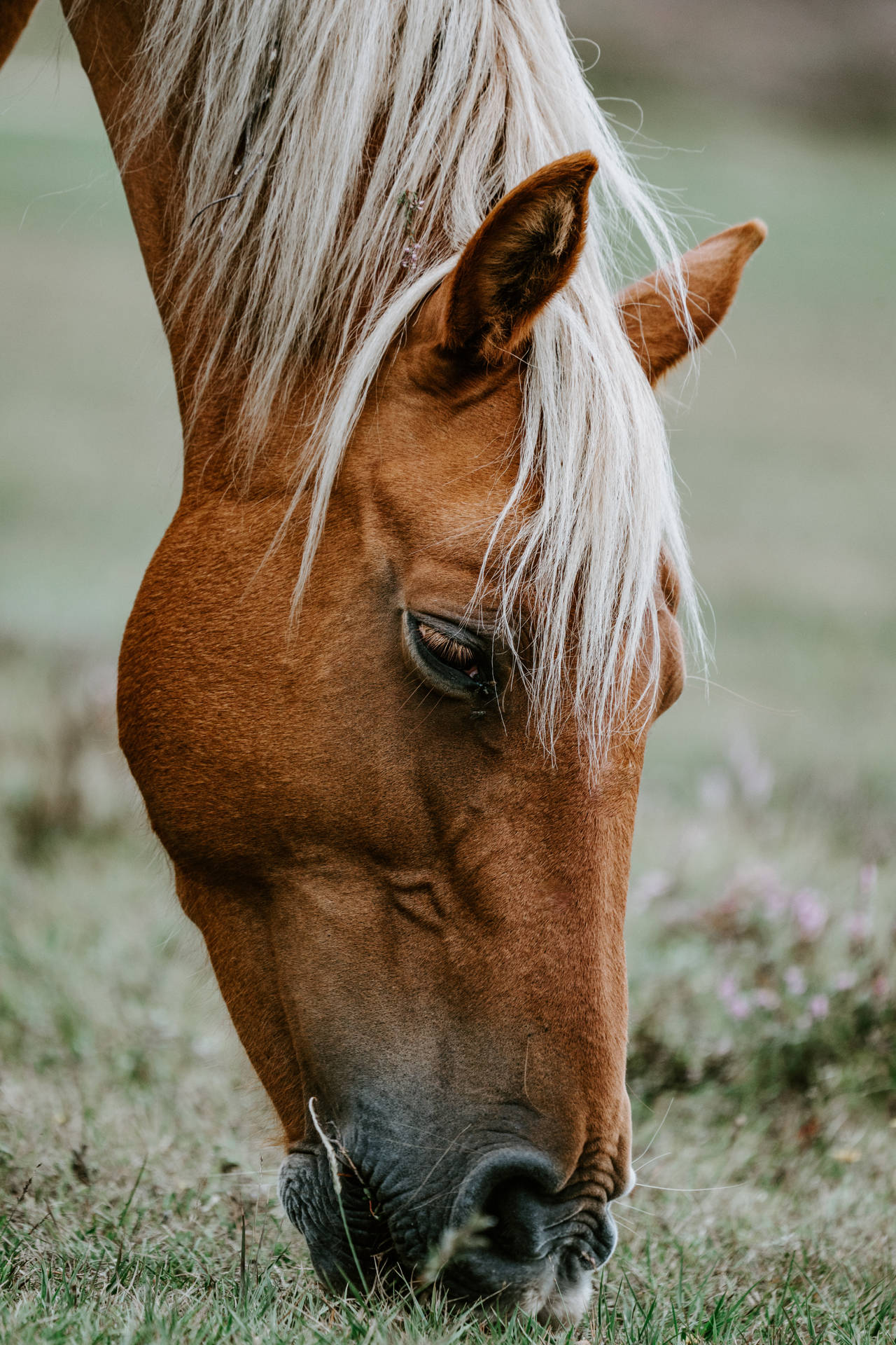 Haflinger Horse Face Background