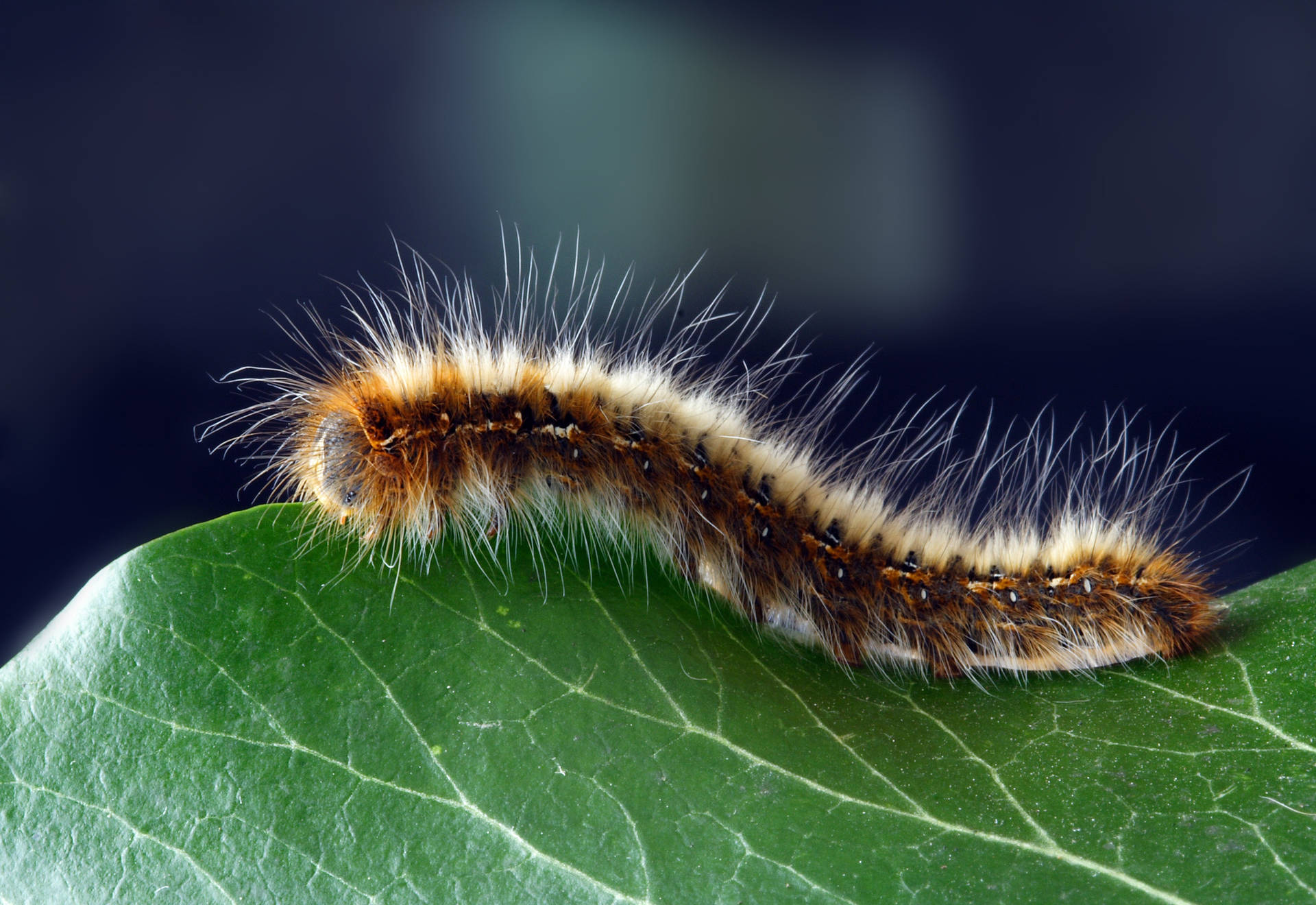 Hairy Caterpillar Like A Worm Background