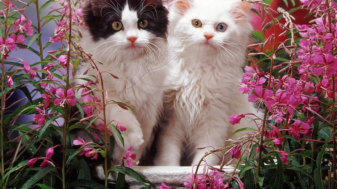 Hairy Kittens In Flower Garden Background