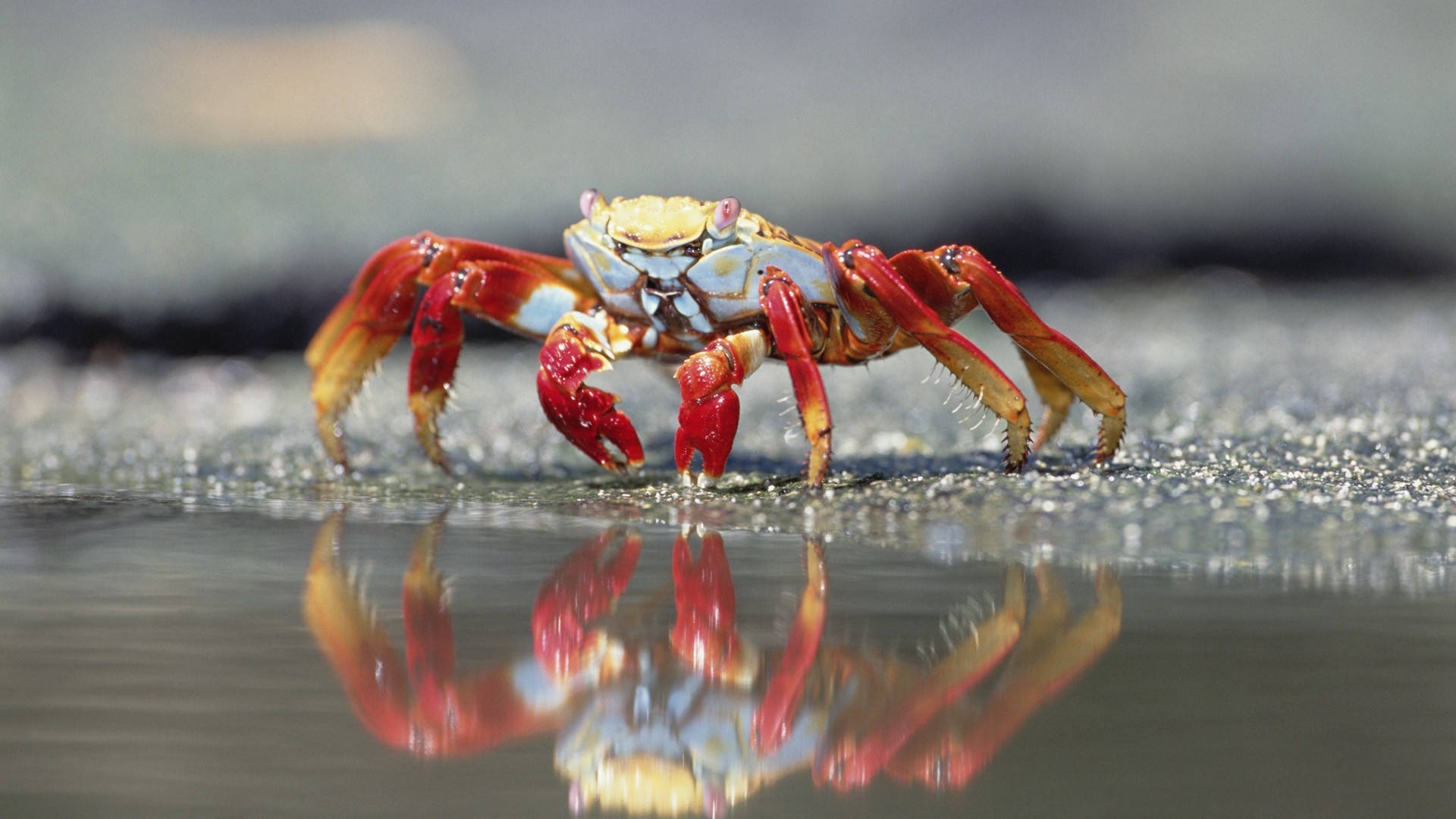 Hairy Red Crab