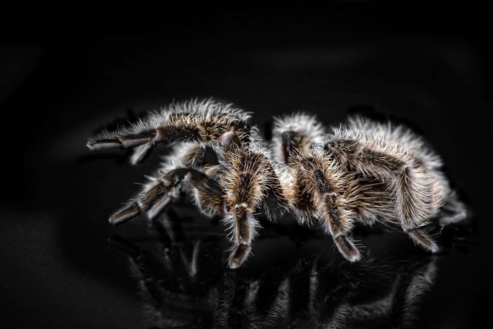 Hairy Spider Reflection Background